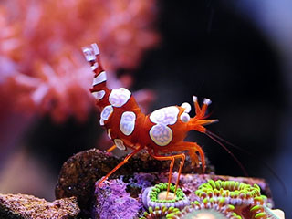 安波托虾