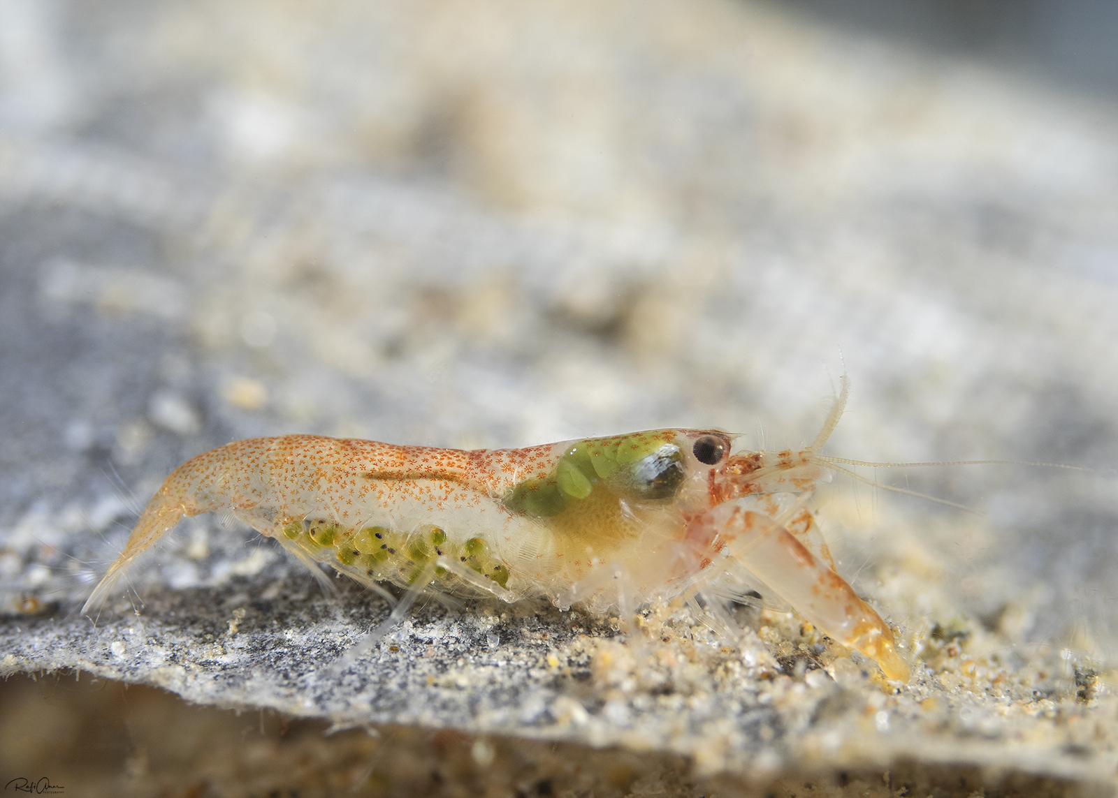 太平鼓虾（Alpheus pacificus）