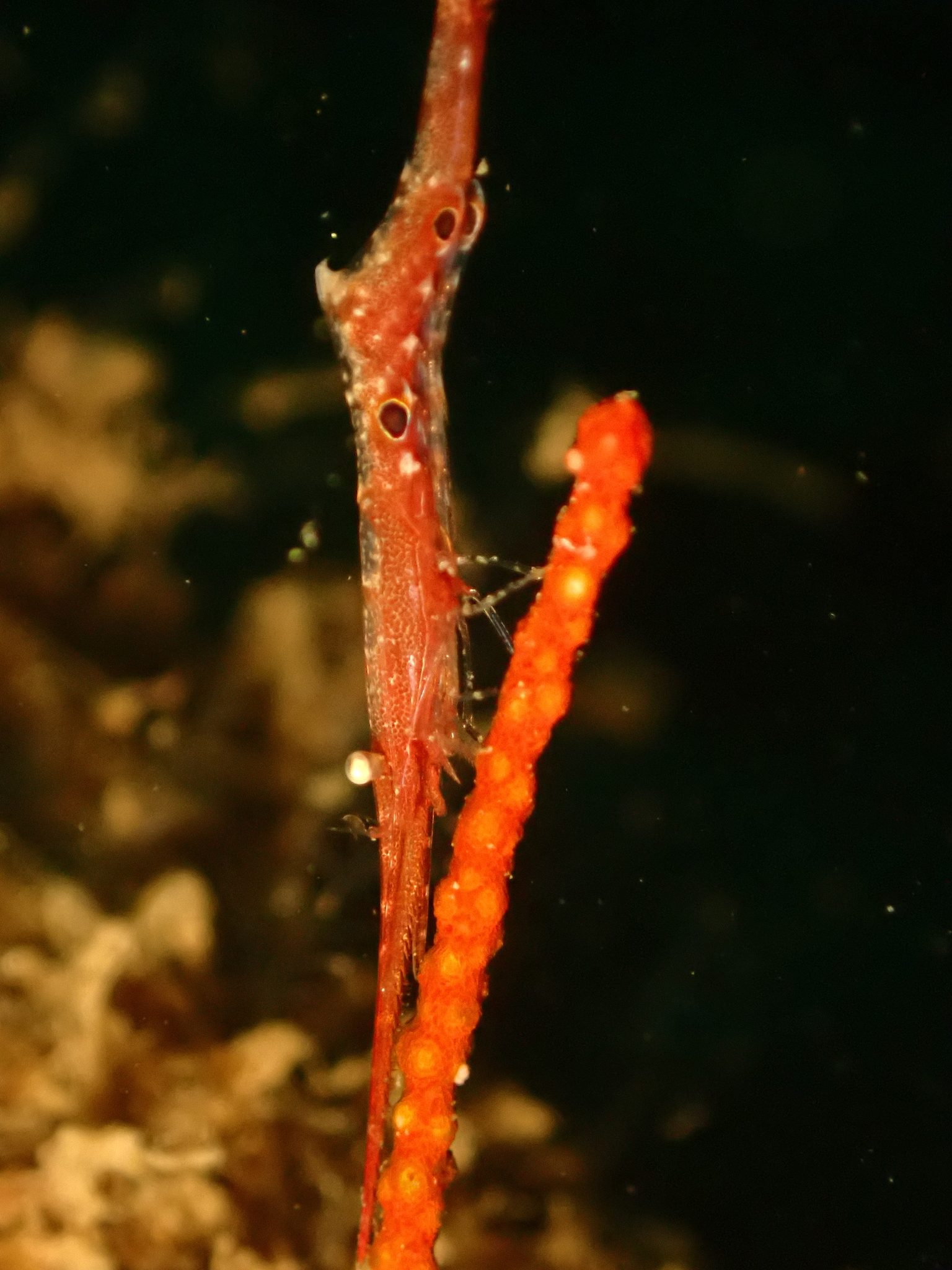 多齿船形虾（Tozeuma lanceolatum）