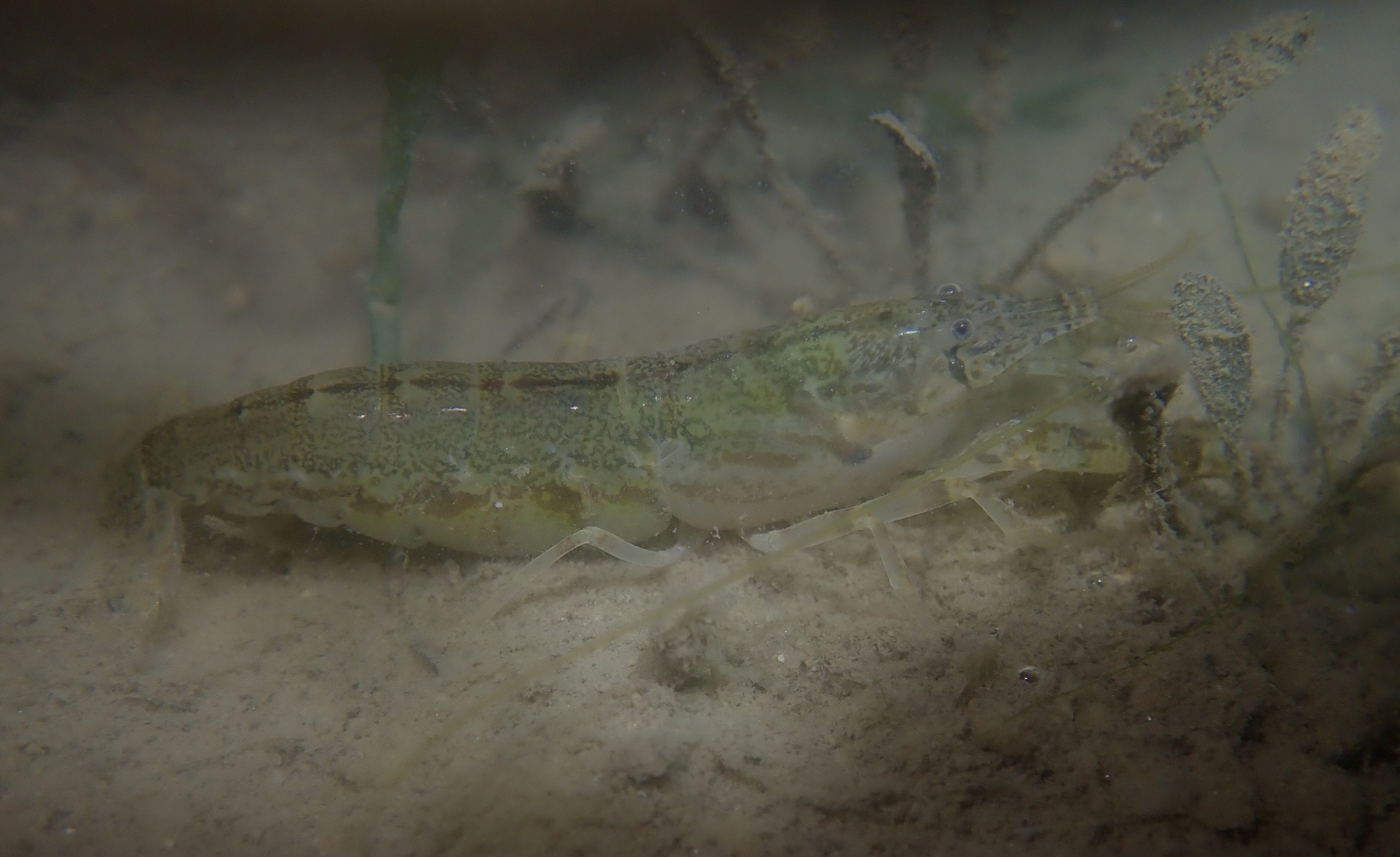 短脊鼓虾（Alpheus brevicristatus）
