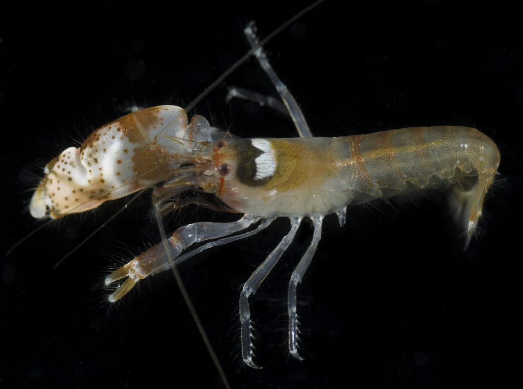 柱脊鼓虾（Alpheus collumianus）