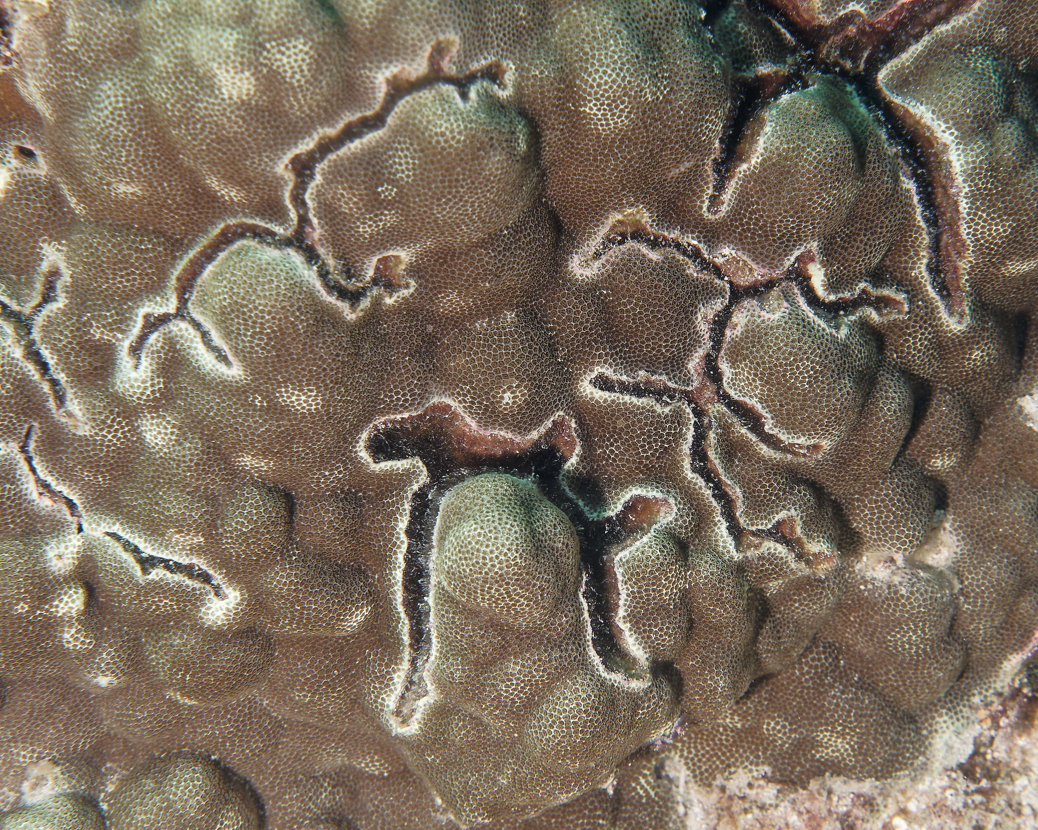 后足鼓虾（Alpheus deuteropus）