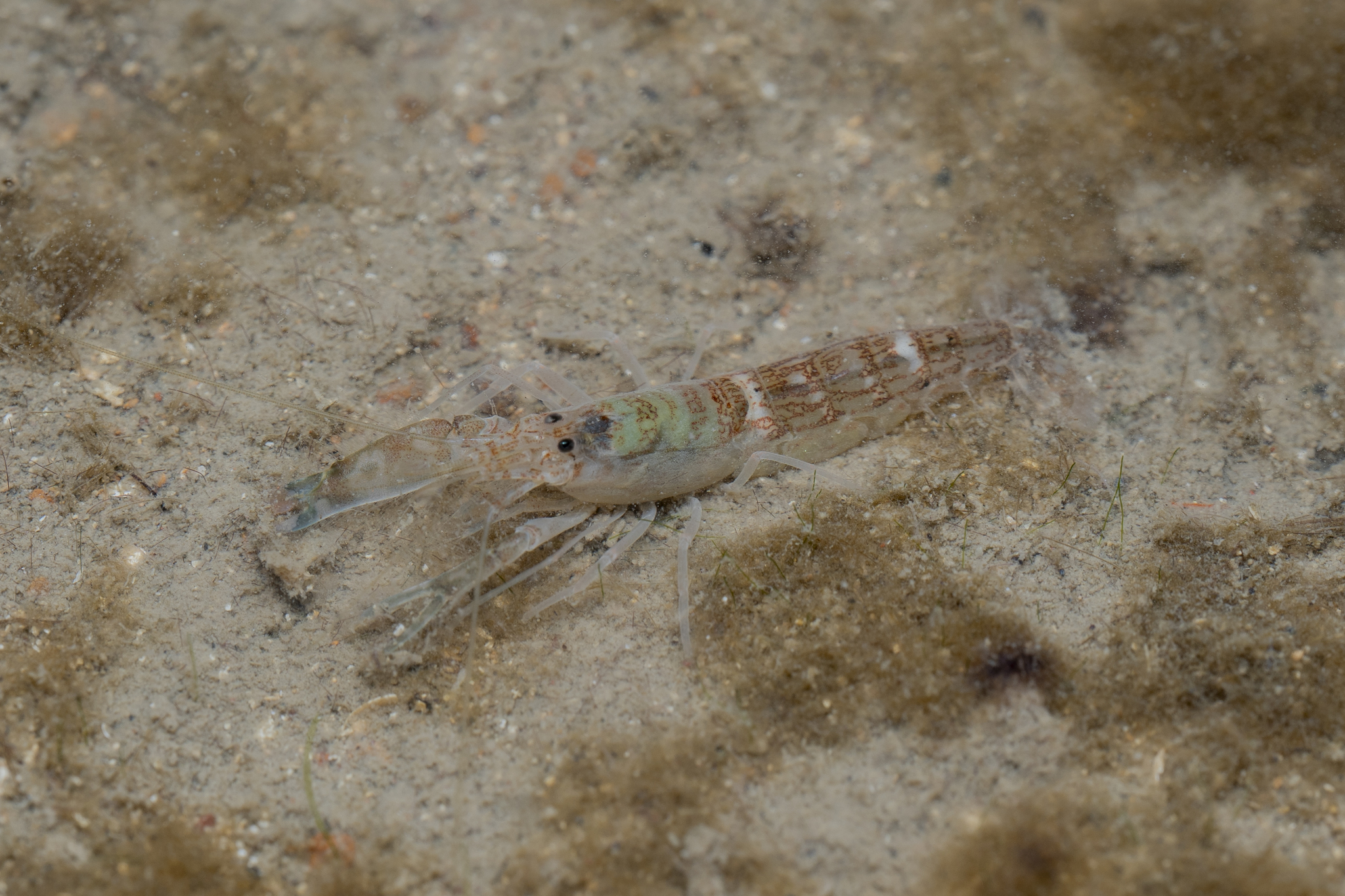 异鼓虾（Alpheus dispar）