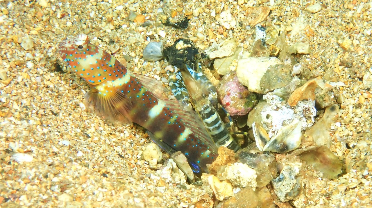 黄足鼓虾[暂]（Alpheus djiboutensis）