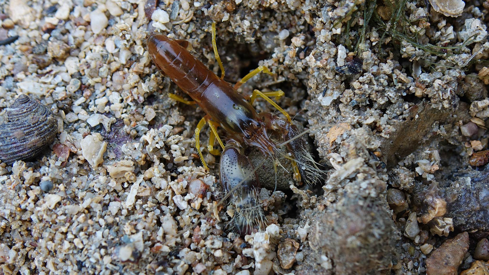 毛掌鼓虾（Alpheus edamensis）