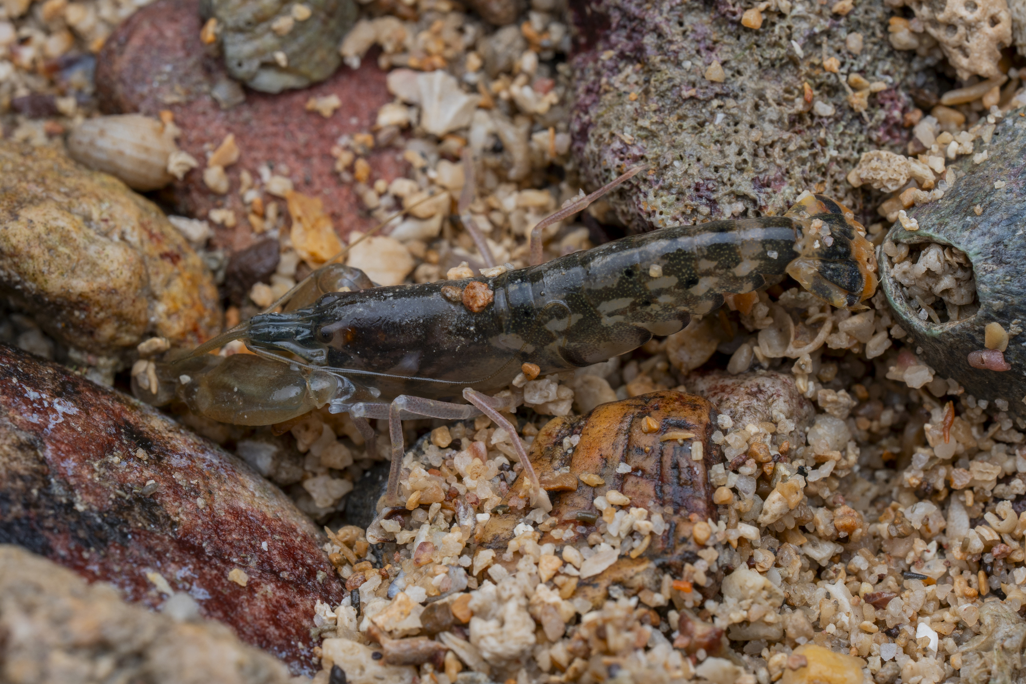 艾德华鼓虾（Alpheus edwardsii）