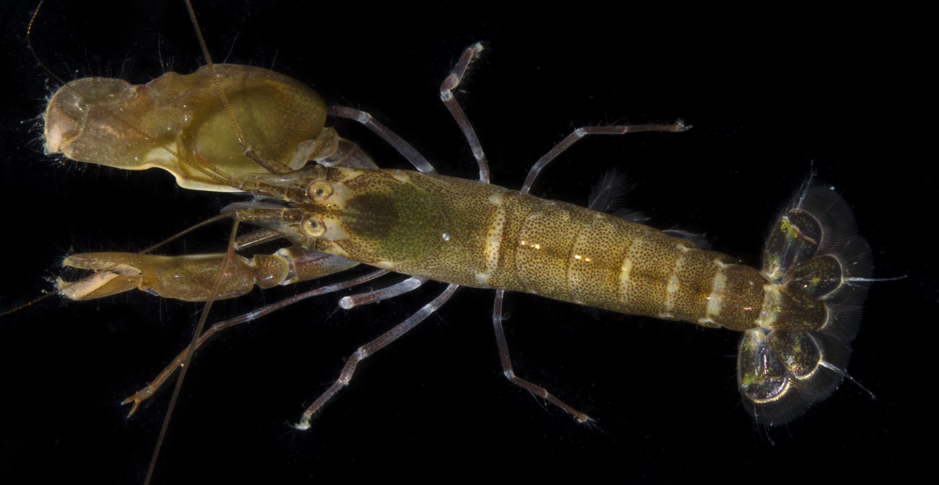 优美鼓虾（Alpheus euphrosyne）