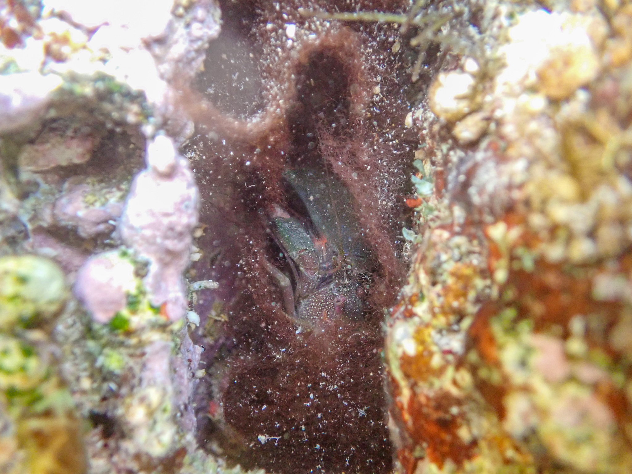 突额鼓虾（Alpheus frontalis）