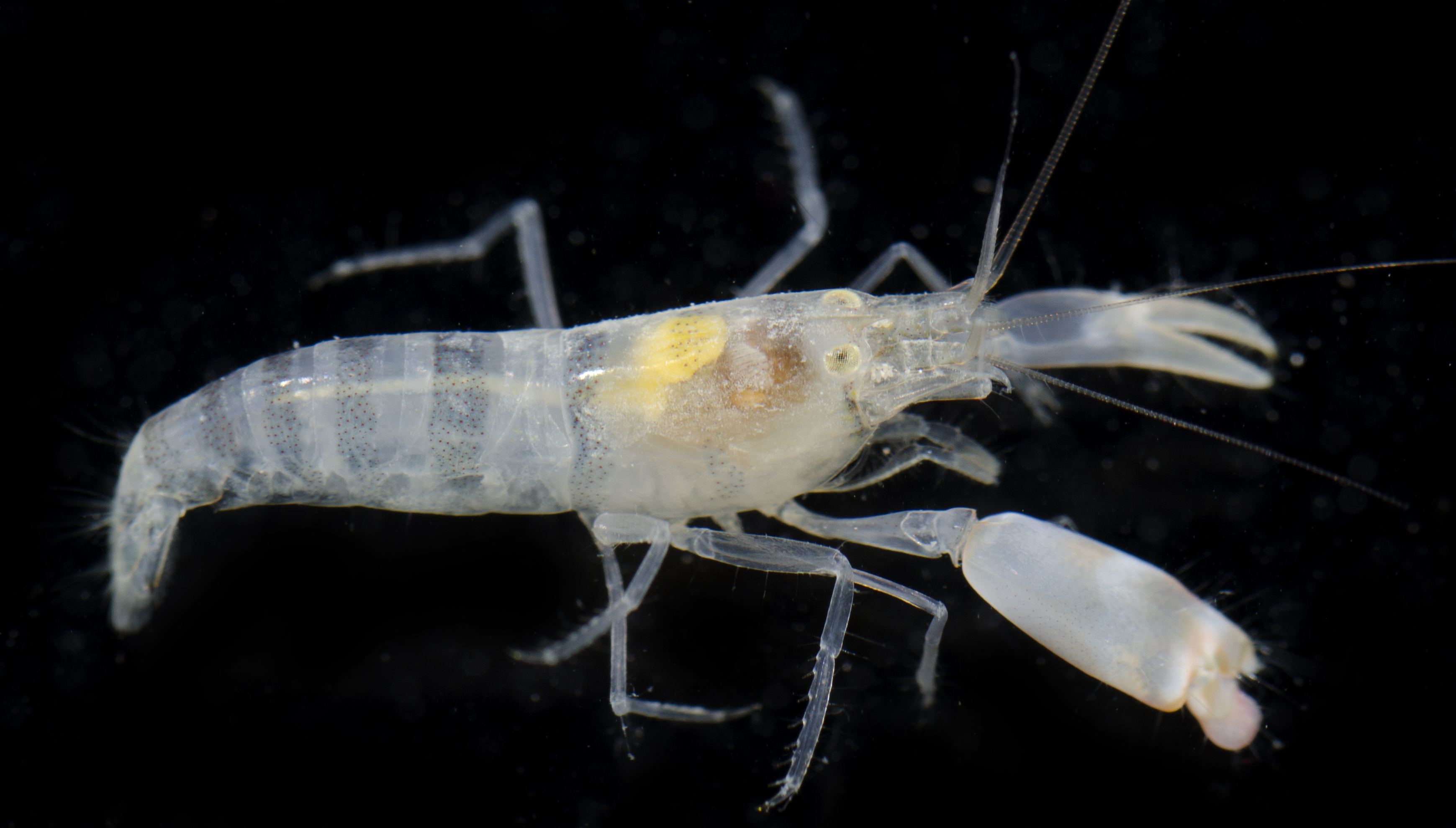 纤细鼓虾（Alpheus gracilis）