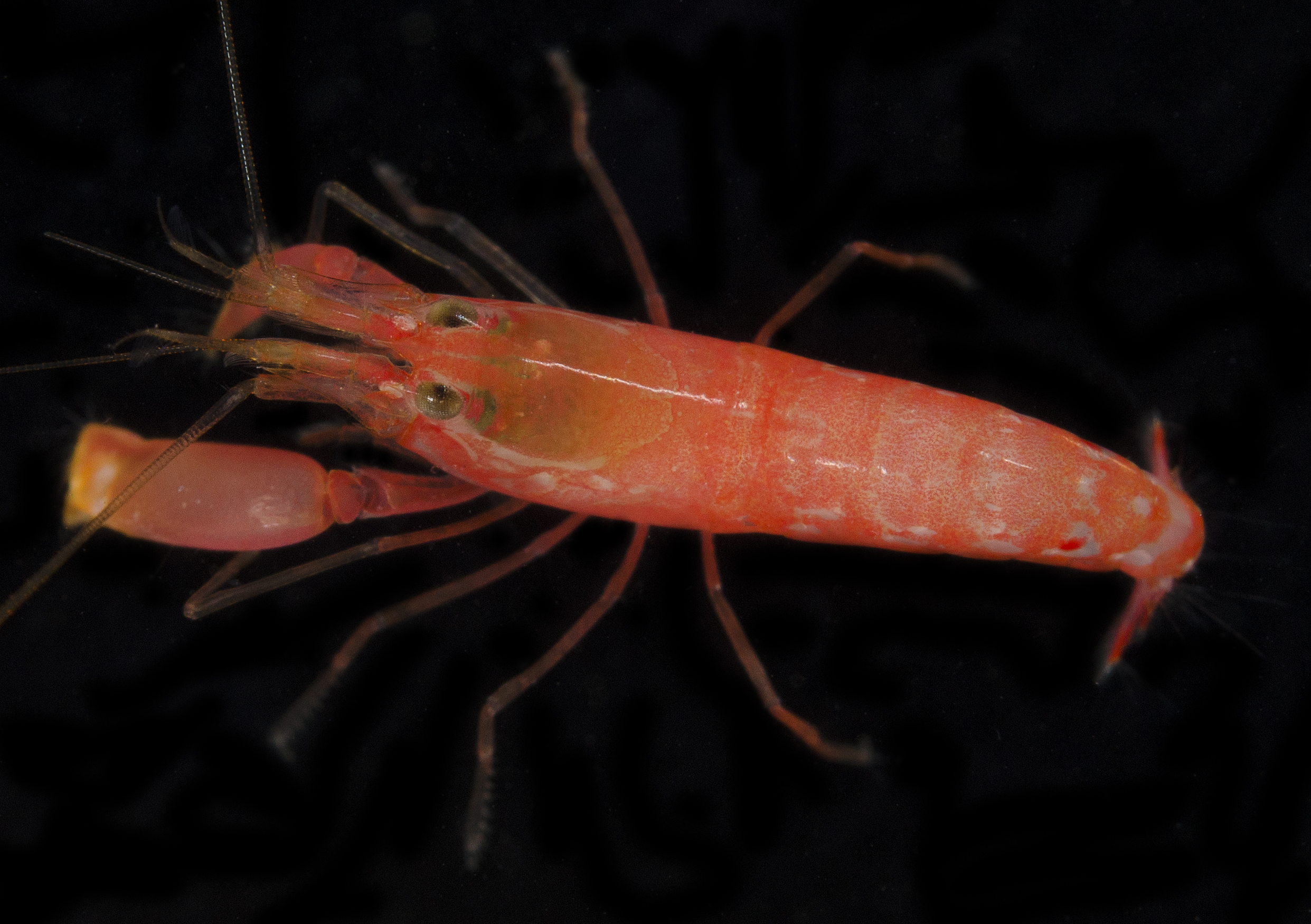 海斯通鼓虾（Alpheus hailstonei）
