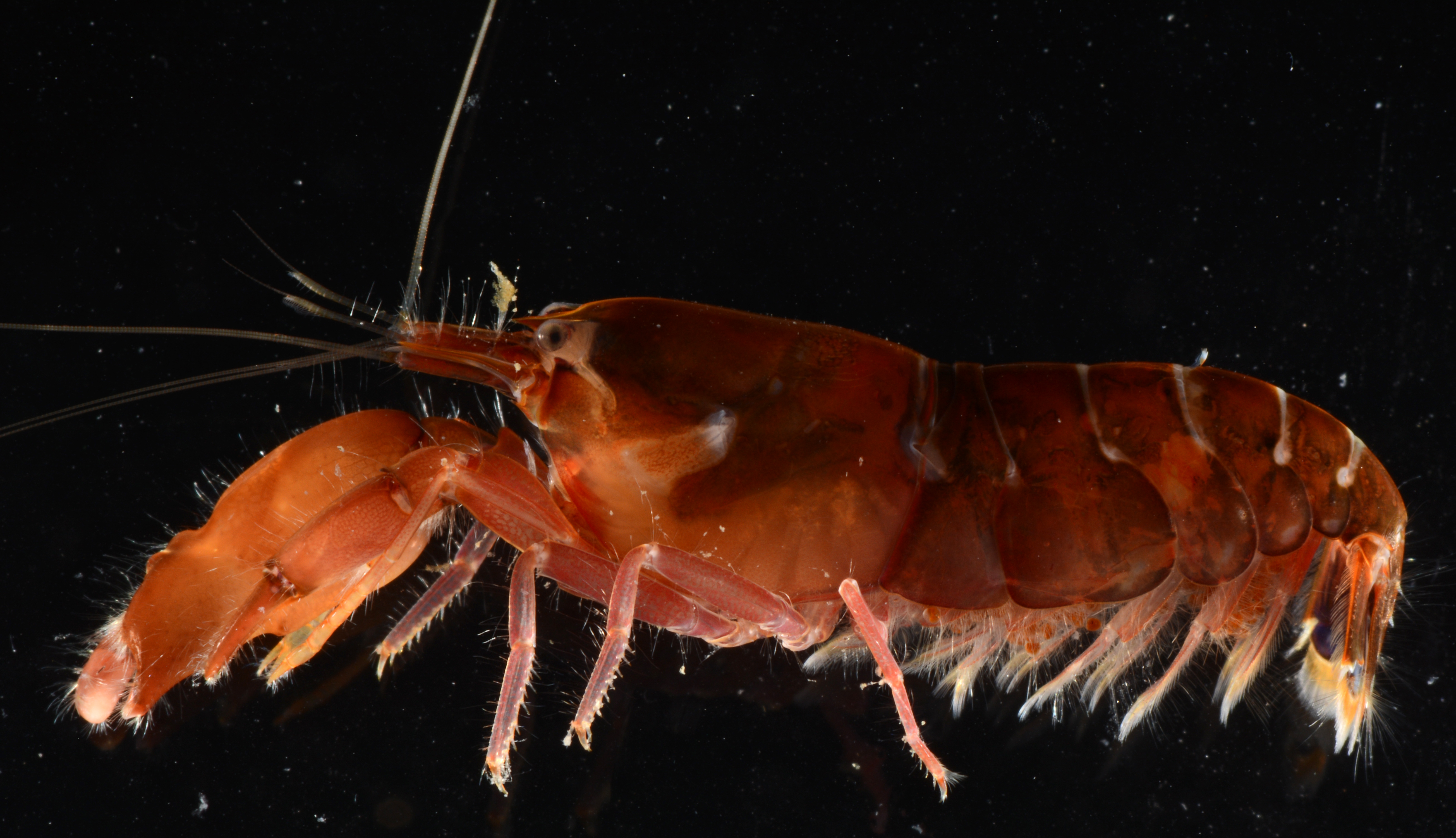 快马鼓虾（Alpheus hippothoe）
