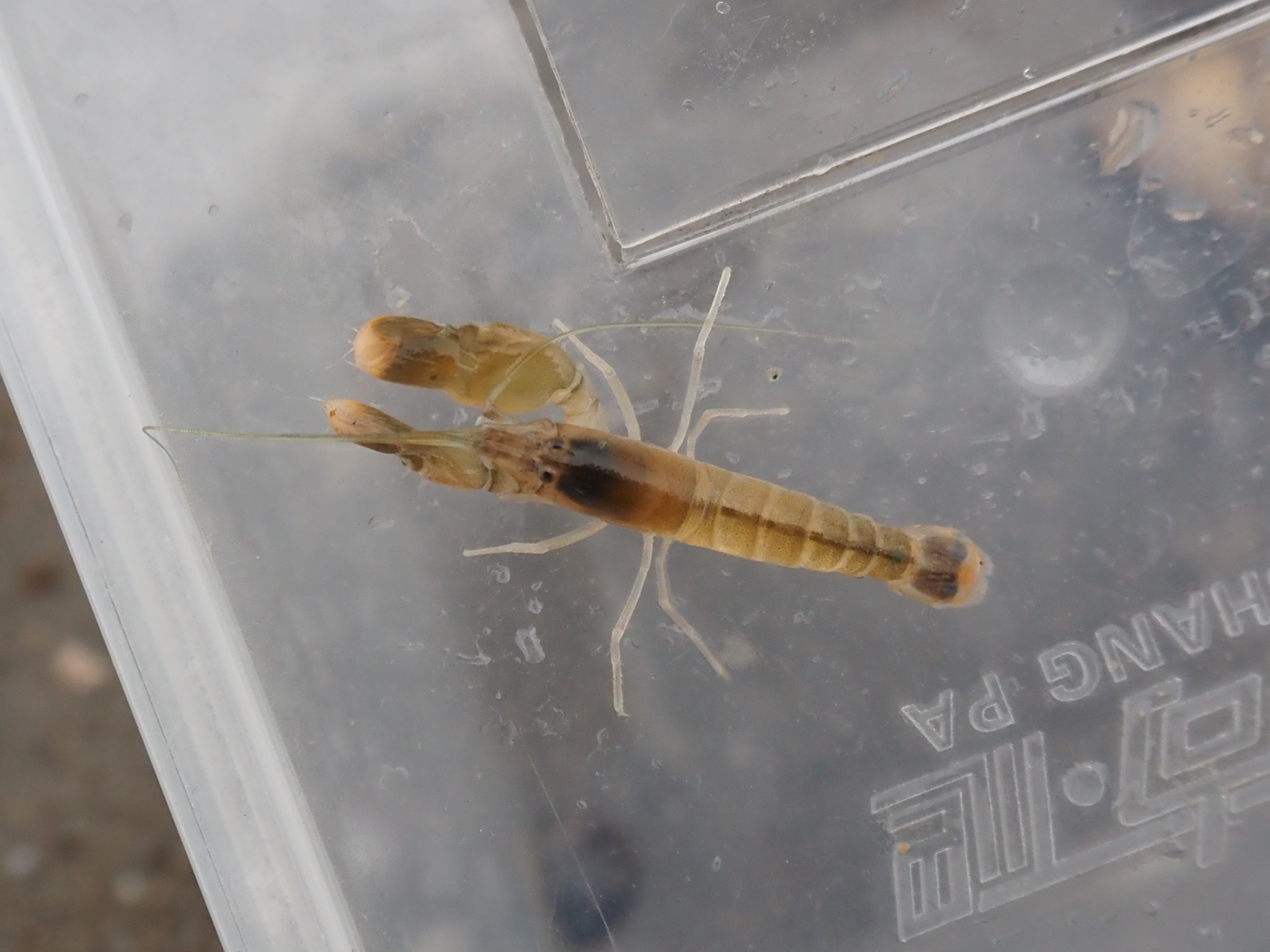 刺螯鼓虾（Alpheus hoplocheles）