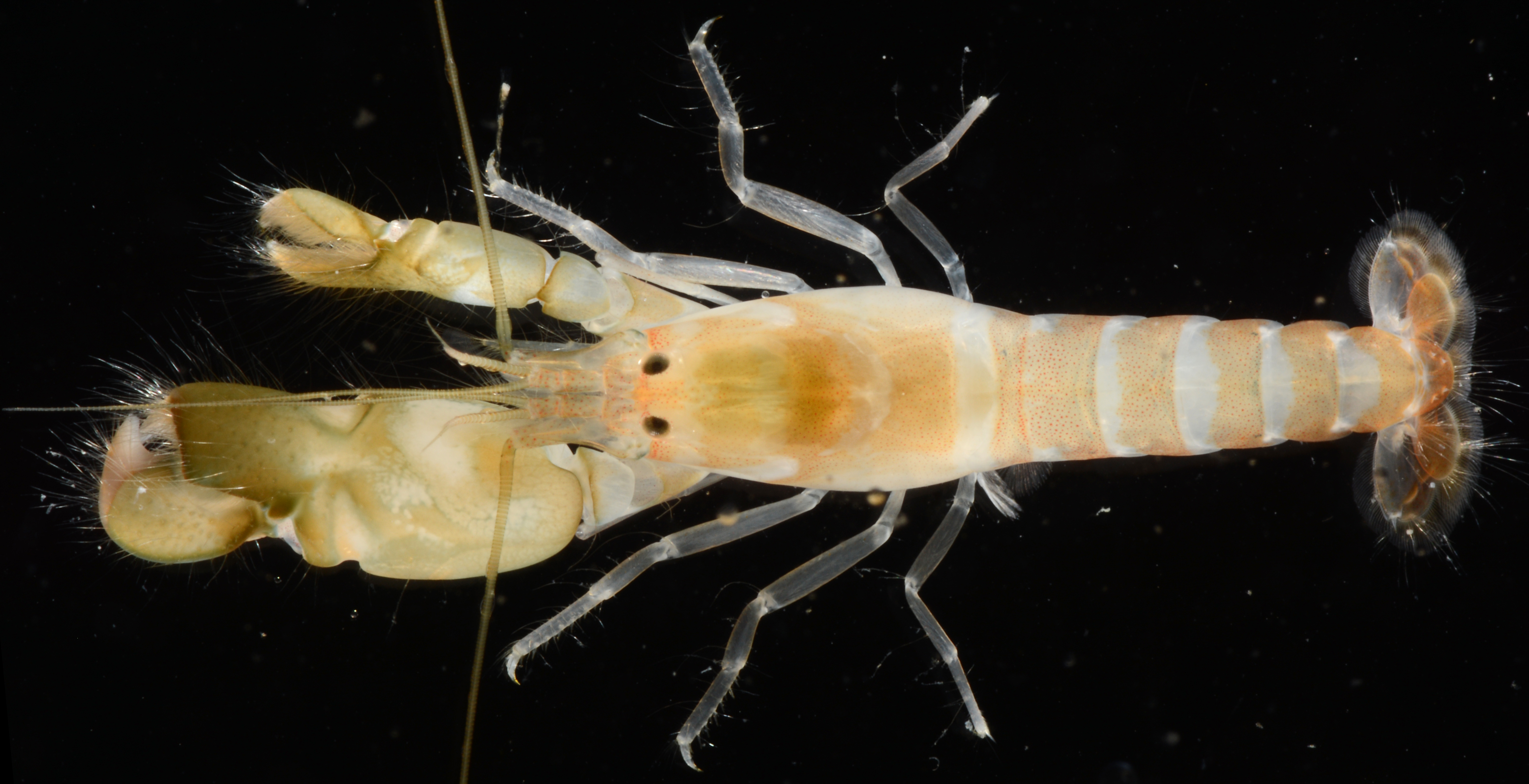 偶见鼓虾（Alpheus inopinatus）