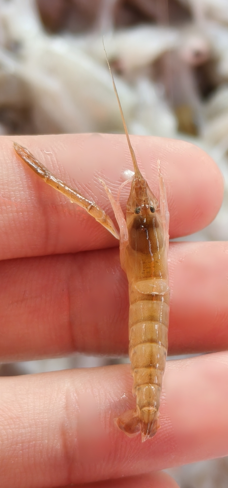 日本鼓虾（Alpheus japonicus）