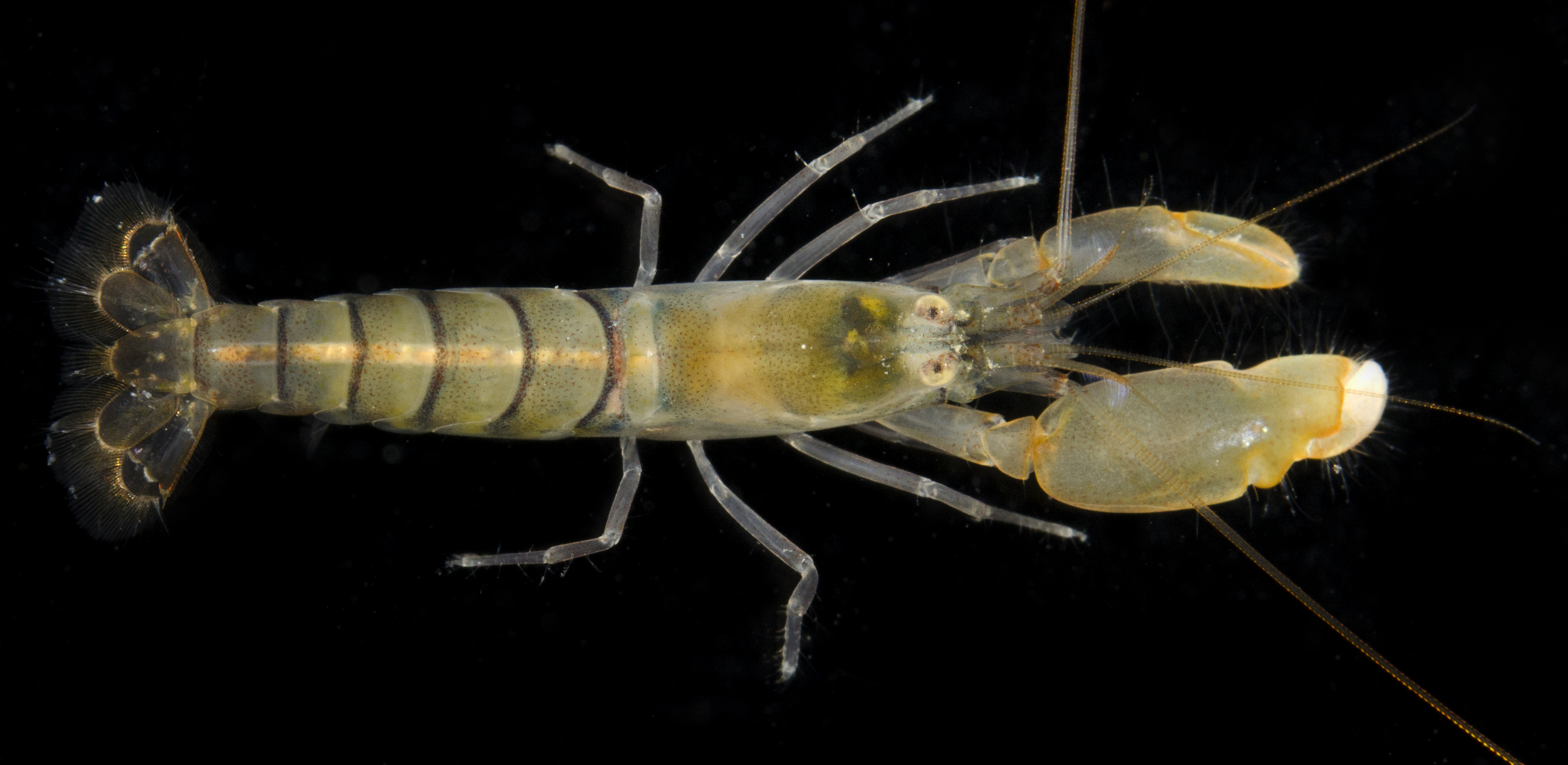 光壳鼓虾（Alpheus leviusculus）
