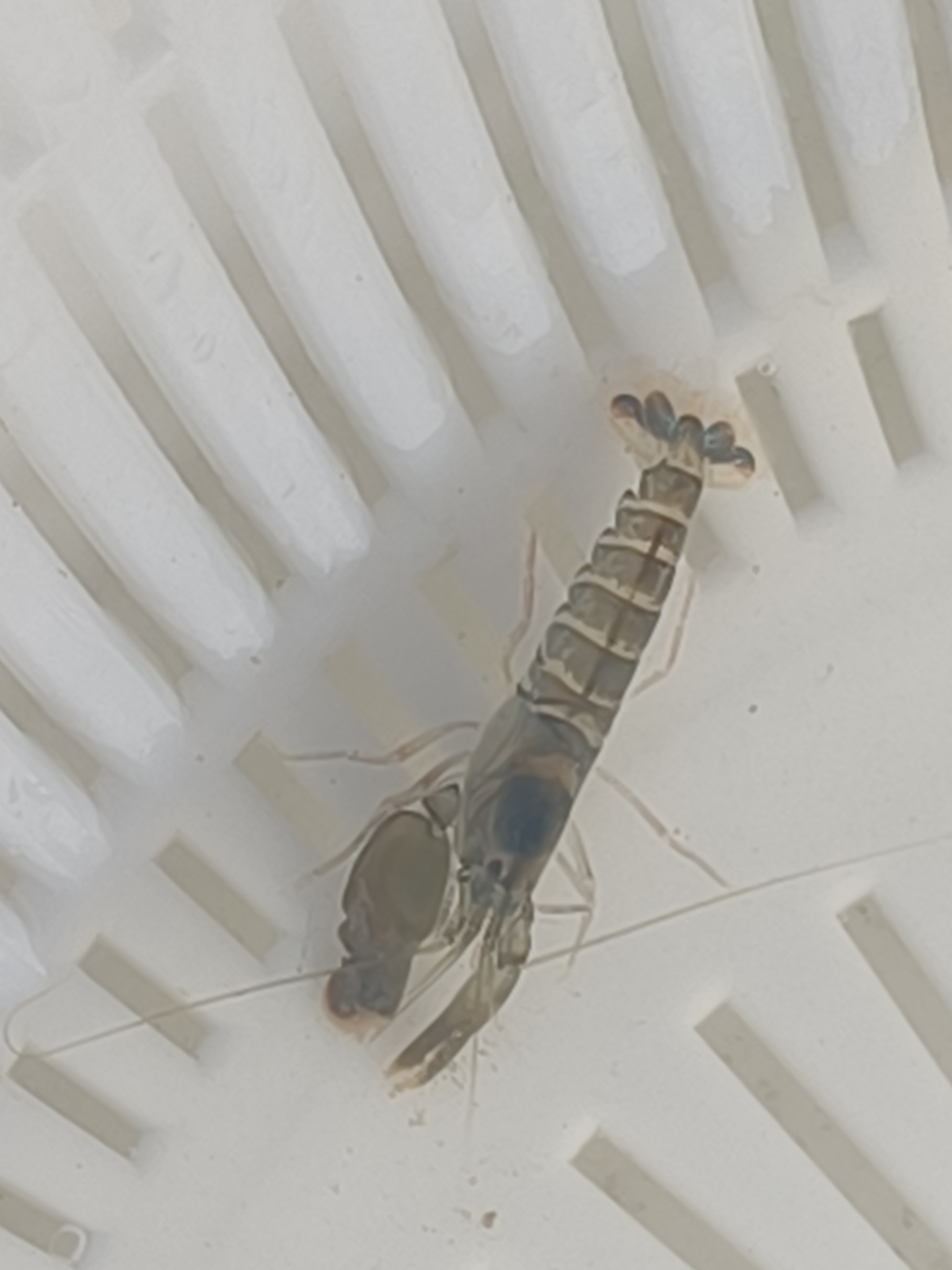 叶齿鼓虾（Alpheus lobidens）