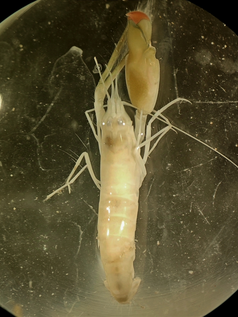 马拉巴鼓虾（Alpheus malabaricus）