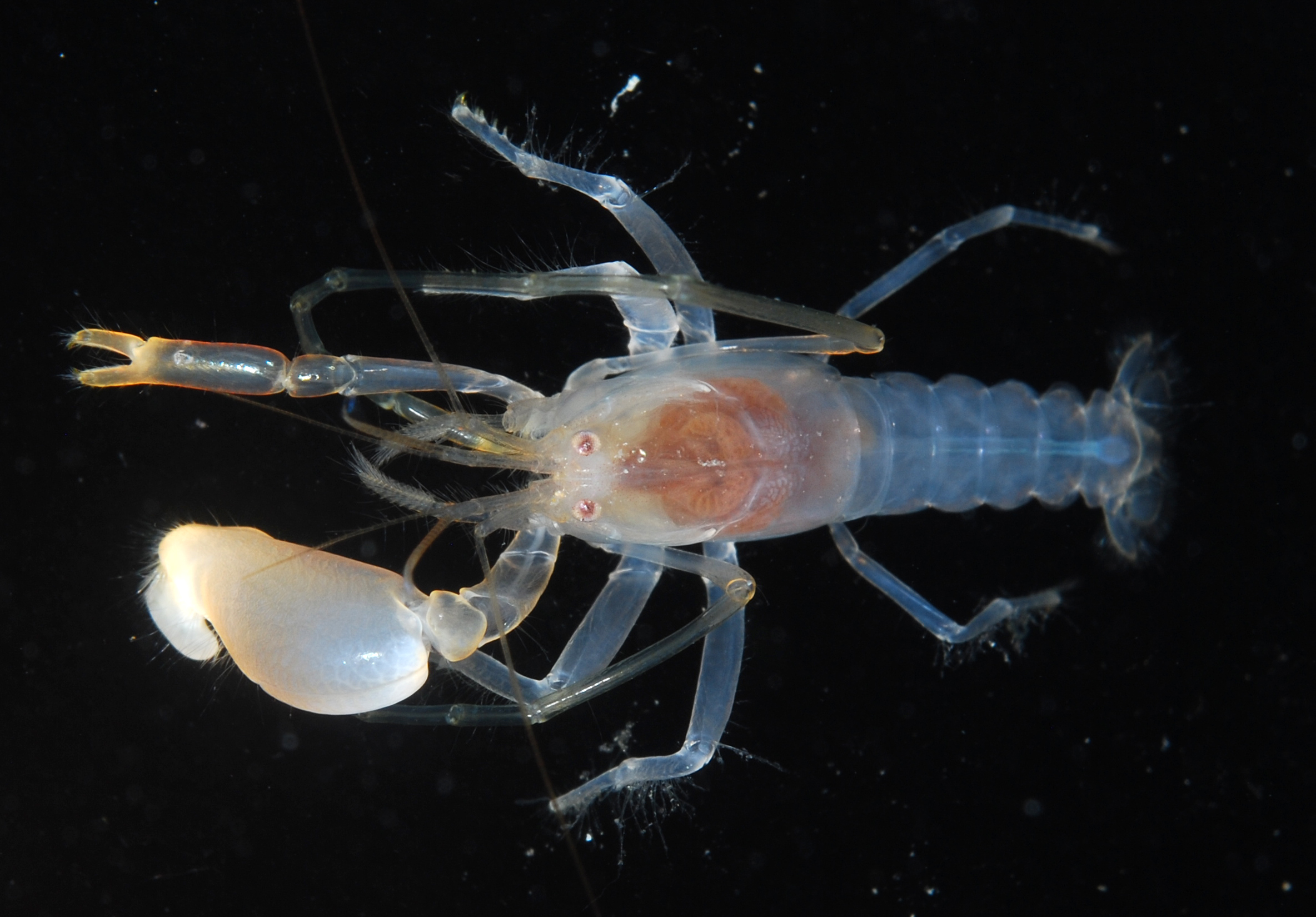 锤指鼓虾（Alpheus malleodigitus）