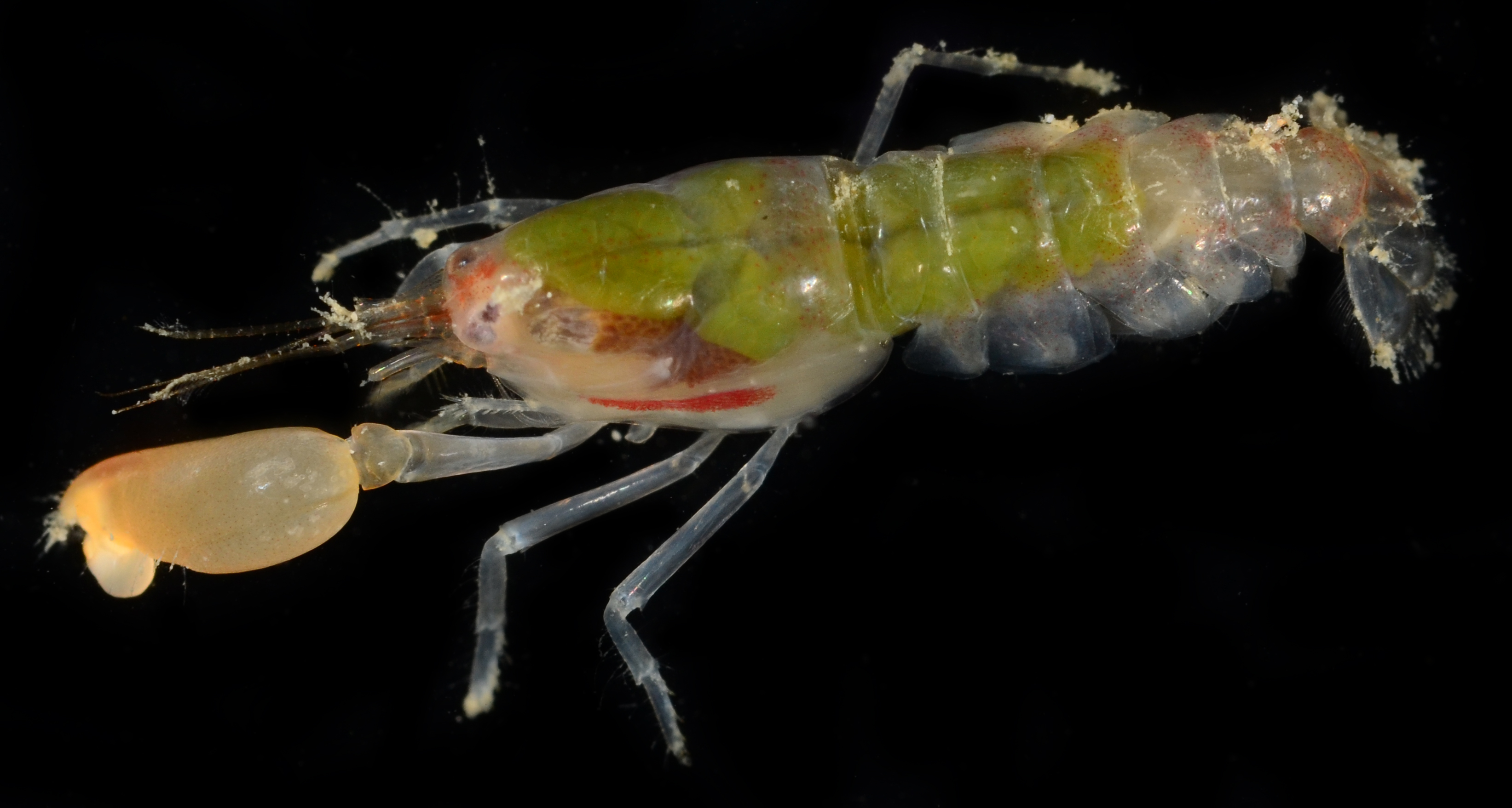 粗掌鼓虾（Alpheus obesomanus）