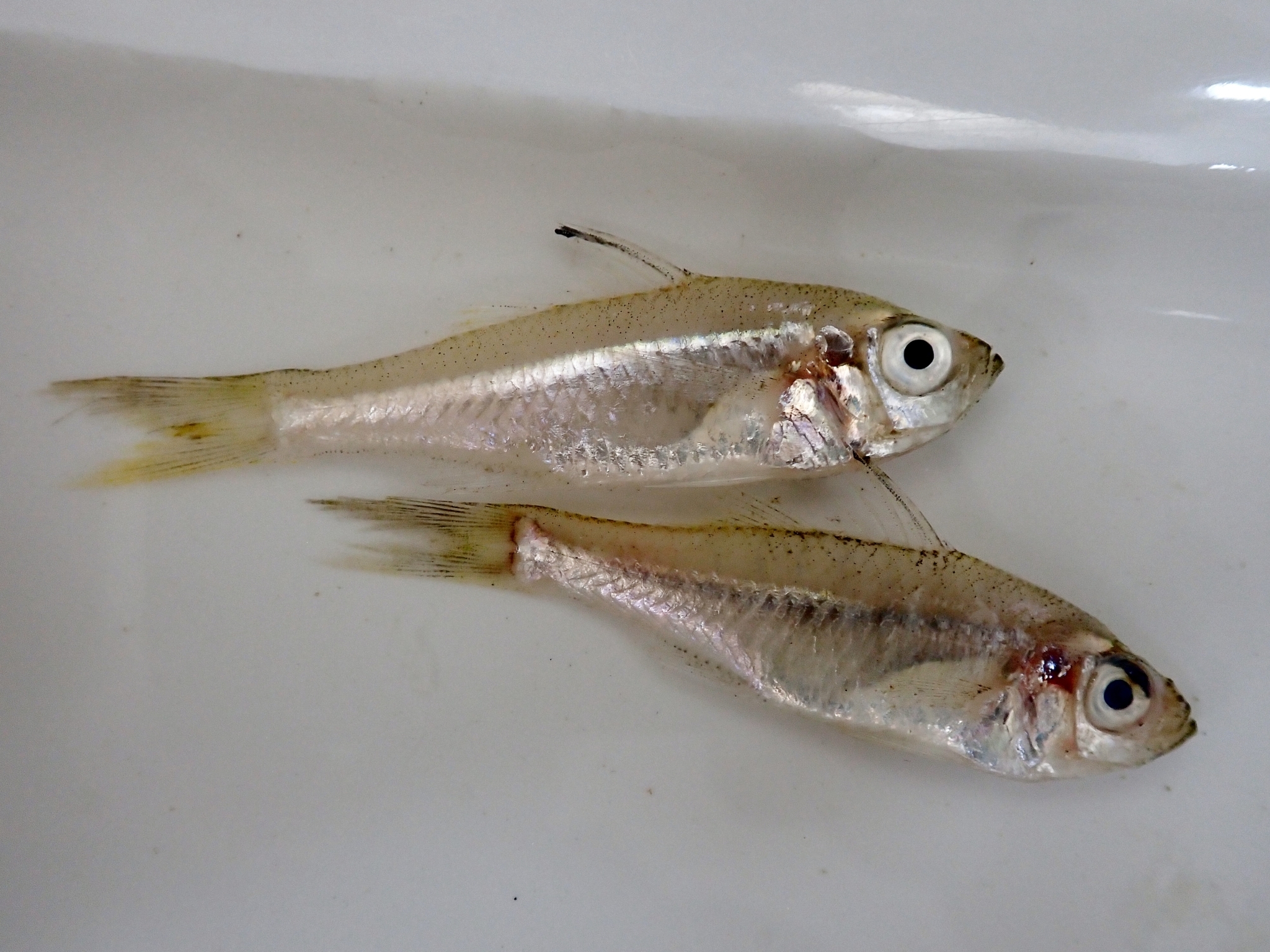 布鲁双边鱼（Ambassis buruensis）