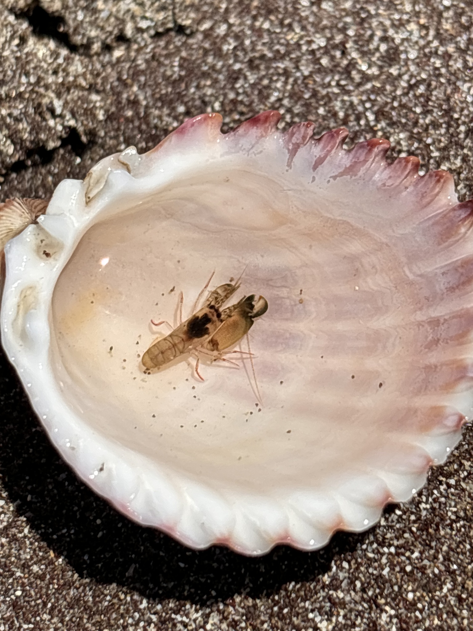 副百合鼓虾（Alpheus paracrinitus）
