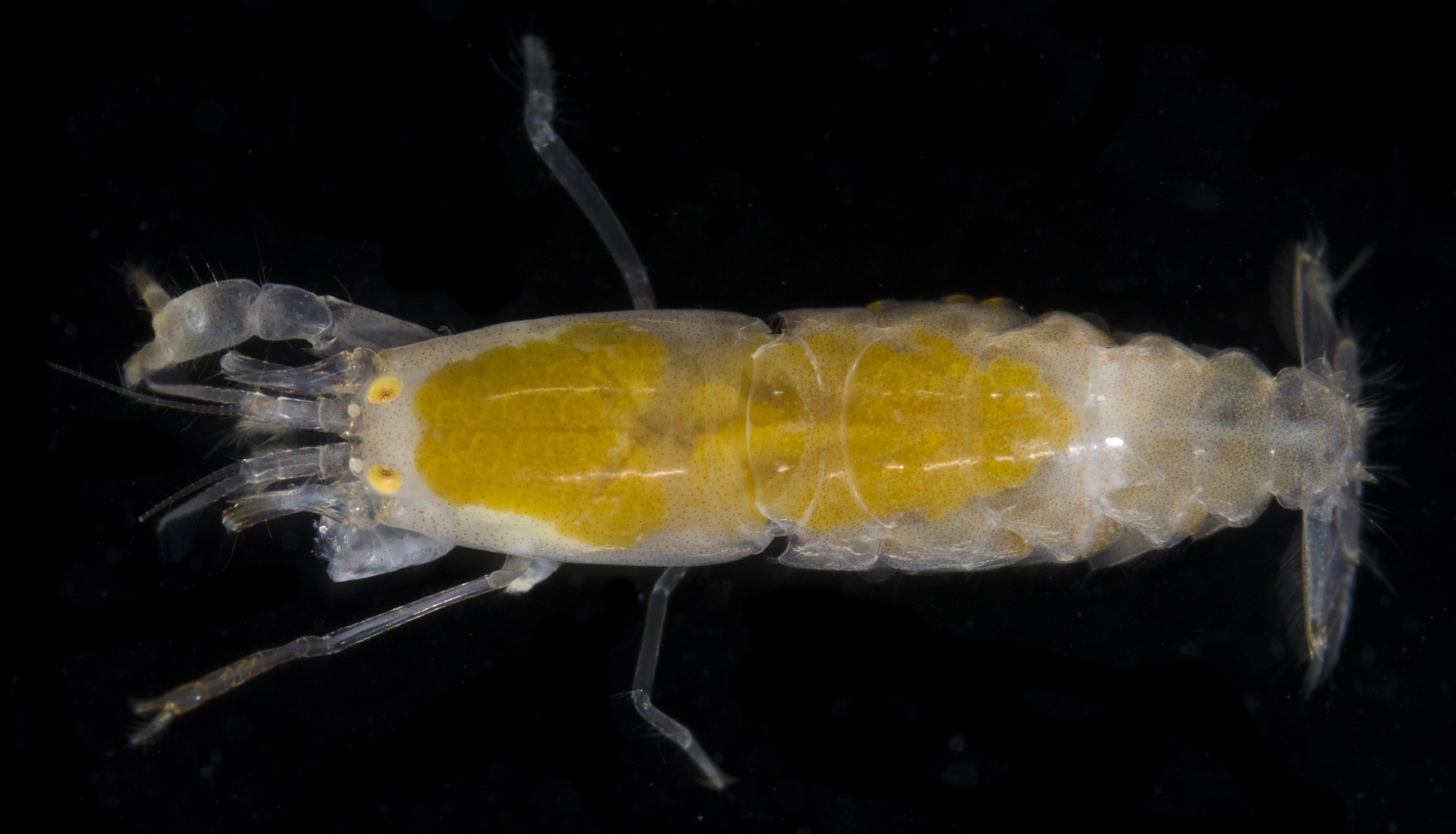 副海绵鼓虾（Alpheus paralcyone）
