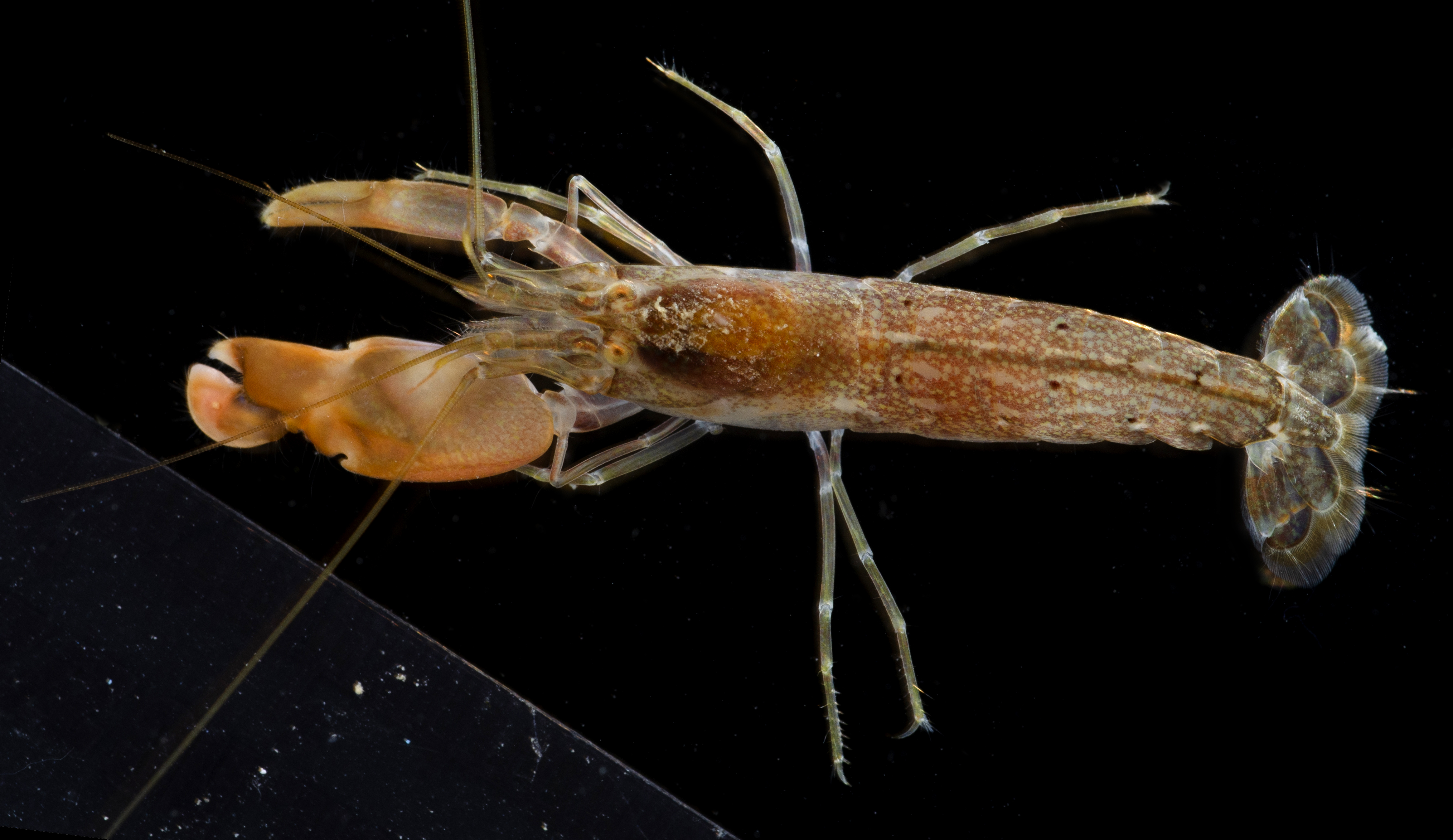 侧螯鼓虾（Alpheus pareuchirus）