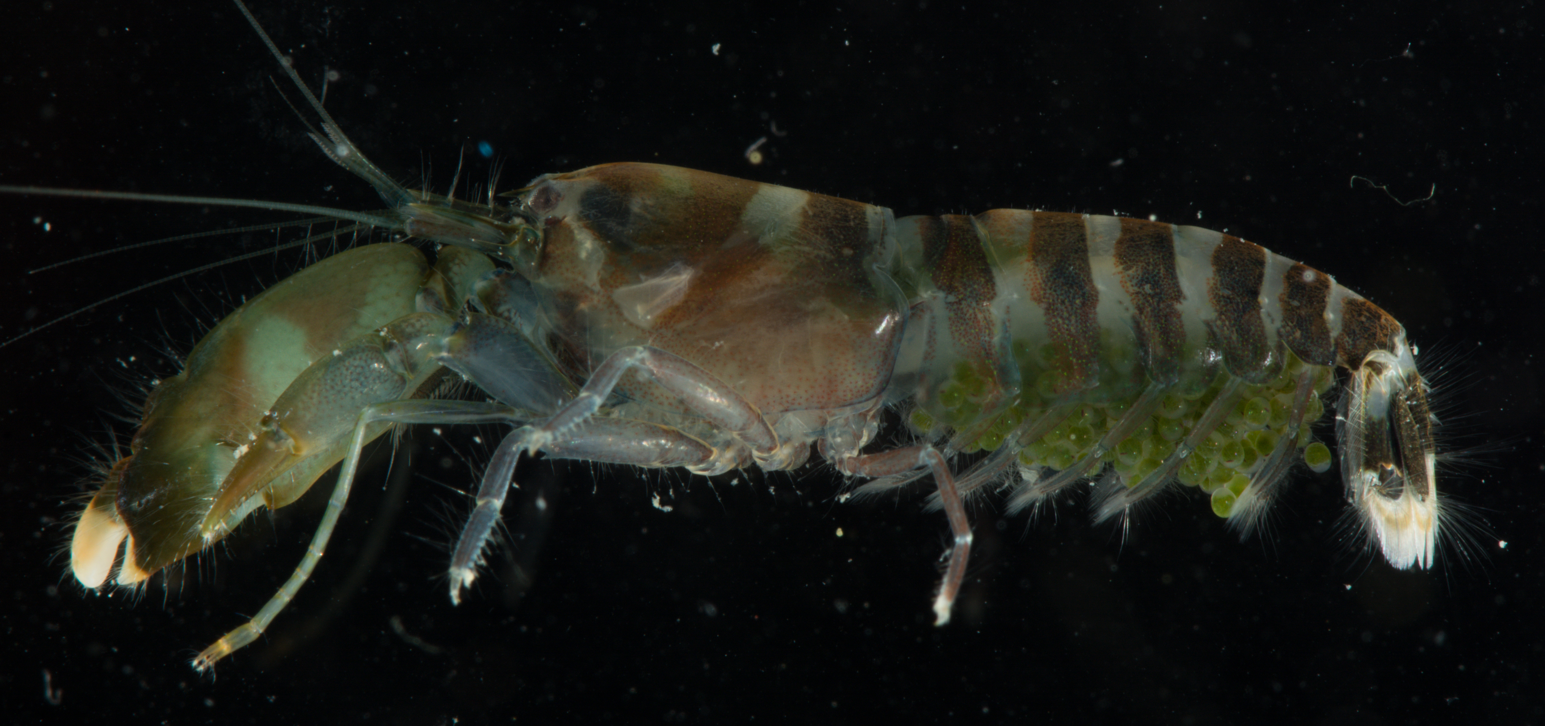 细角鼓虾（Alpheus parvirostris）