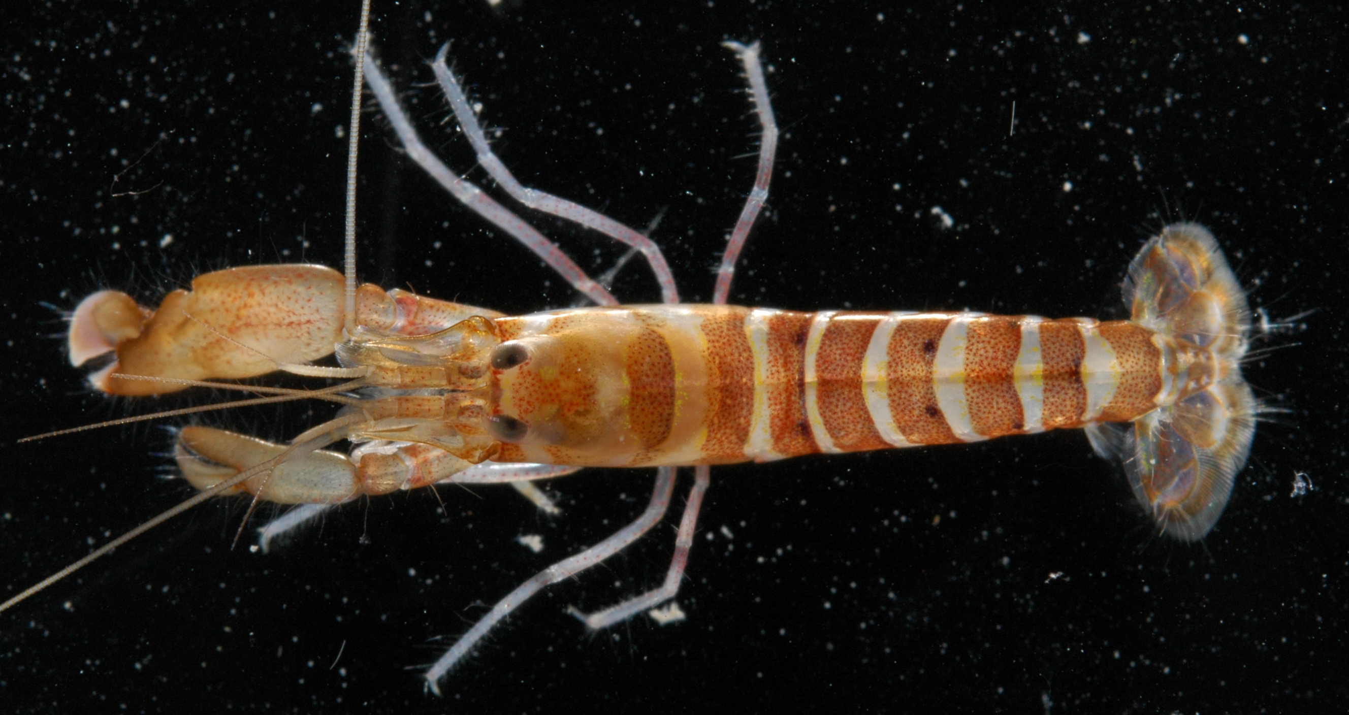 双爪鼓虾（Alpheus polyxo）