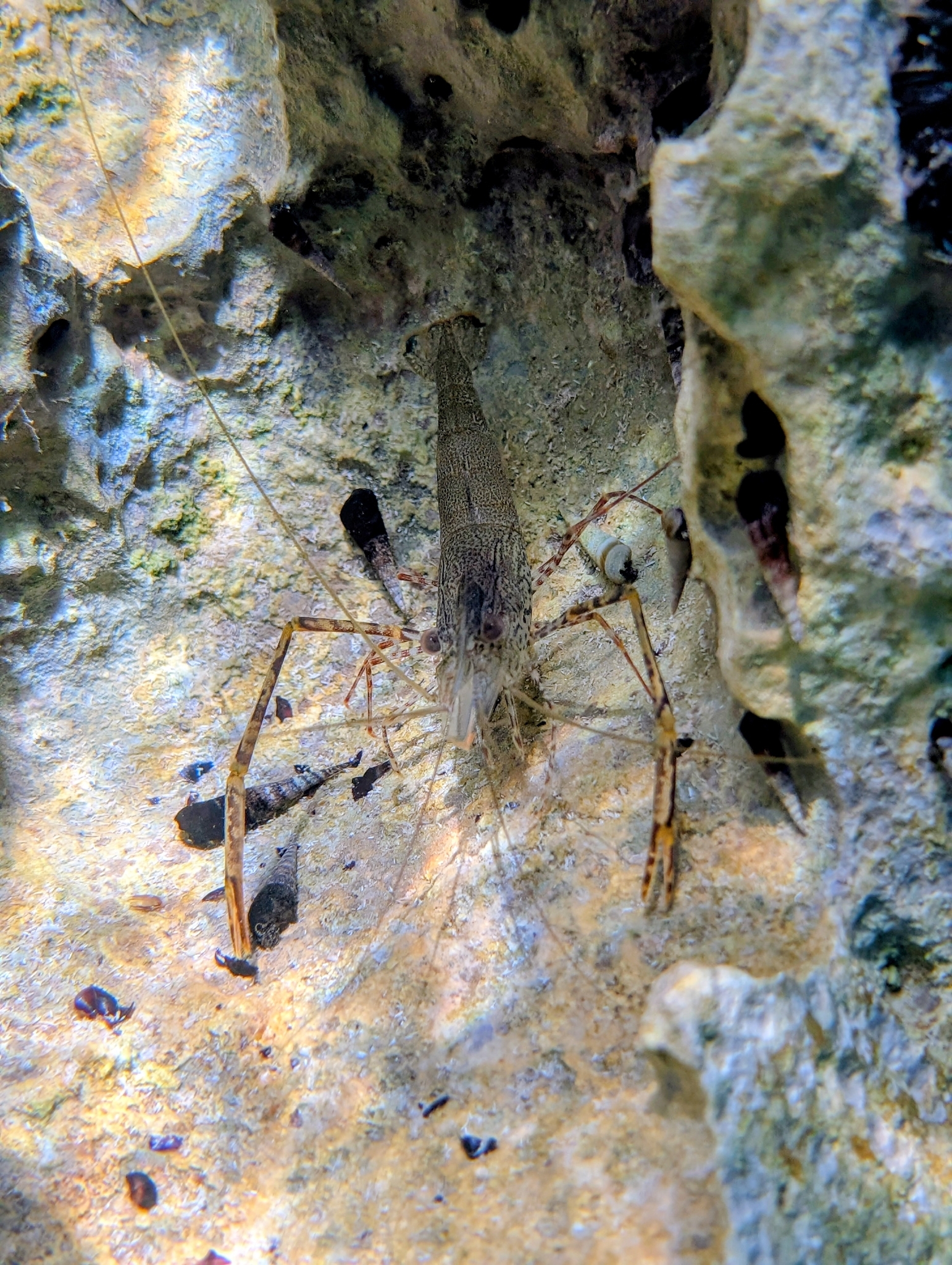 等齿沼虾（Macrobrachium equidens）