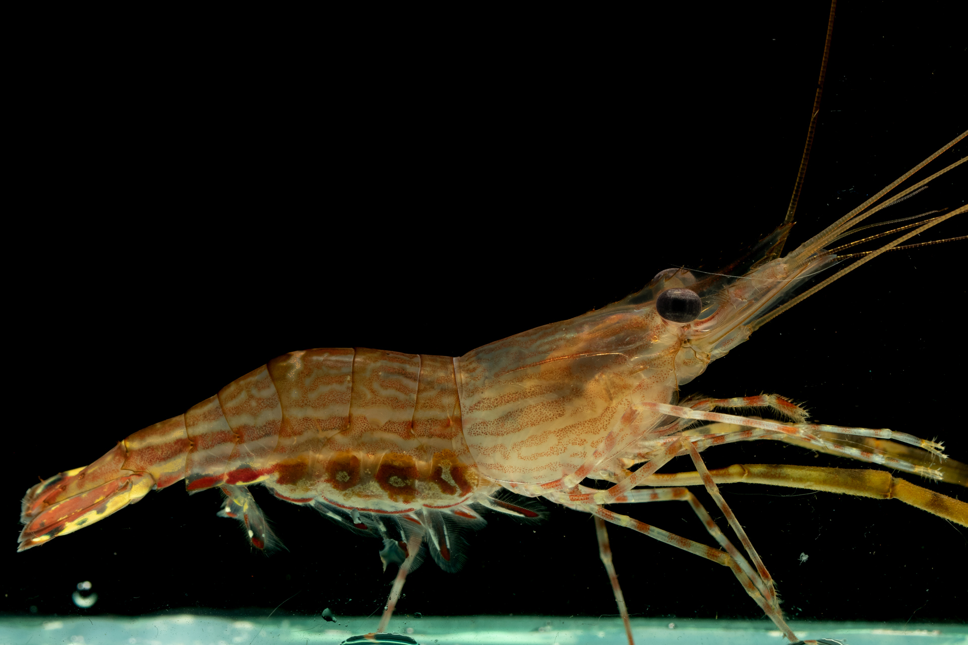 等齿沼虾（Macrobrachium equidens）