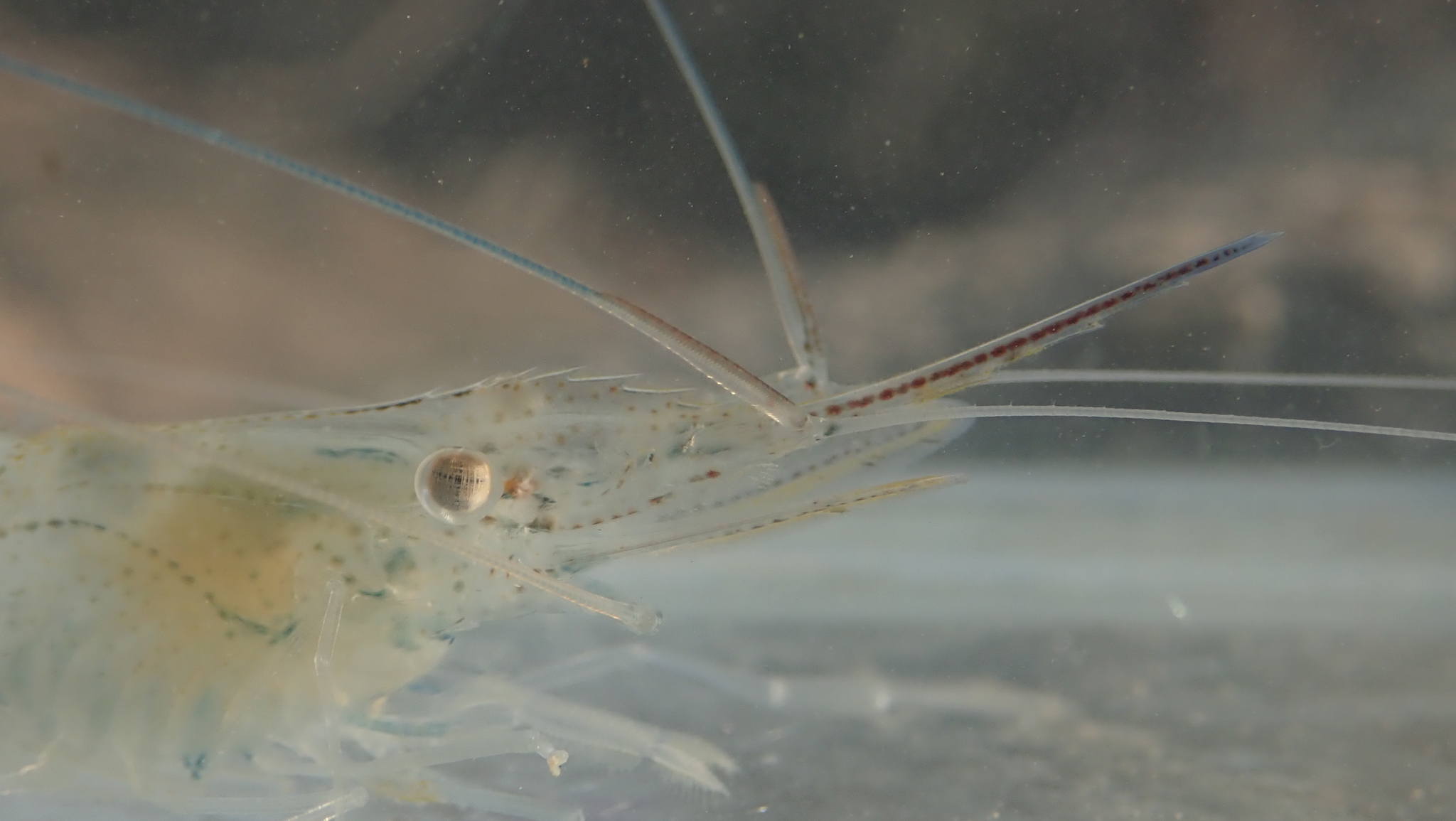 东方长臂虾（Palaemon orientis）