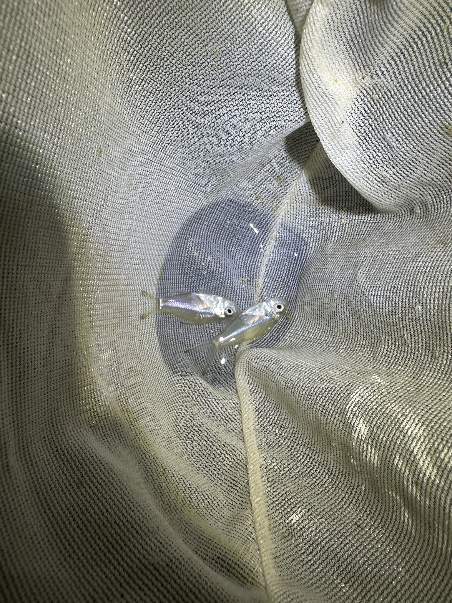 尾纹双边鱼（Ambassis urotaenia）