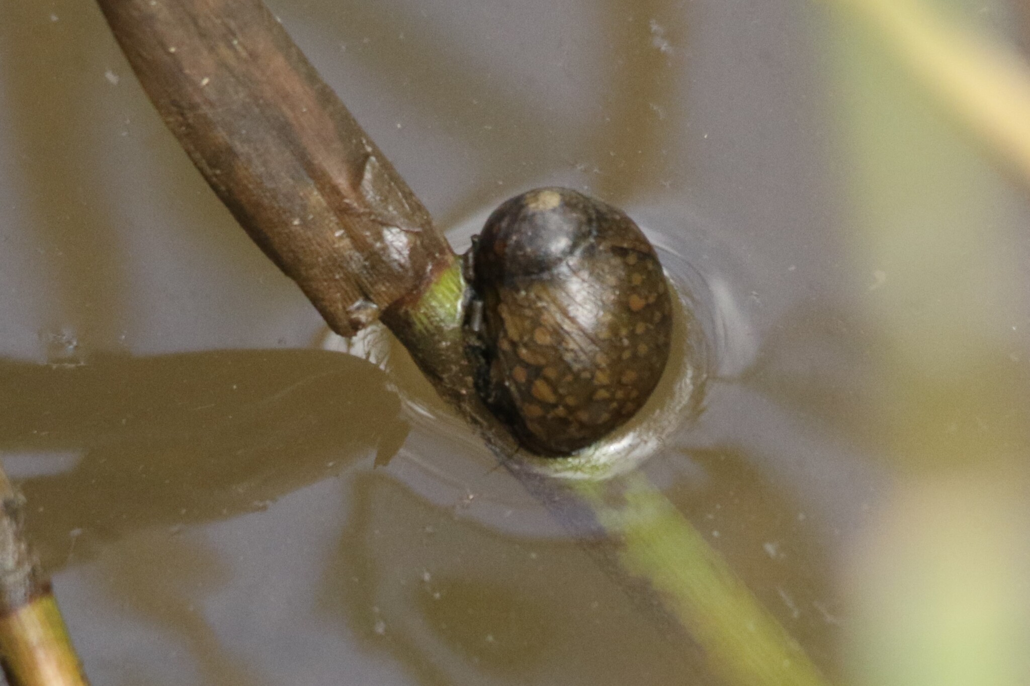 纳塔尔带蜑螺[暂]（Vittina natalensis）