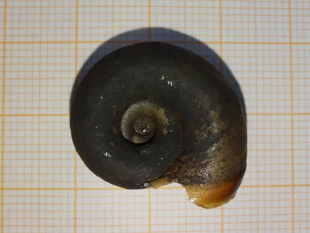 角平卷螺（Planorbarius corneus）
