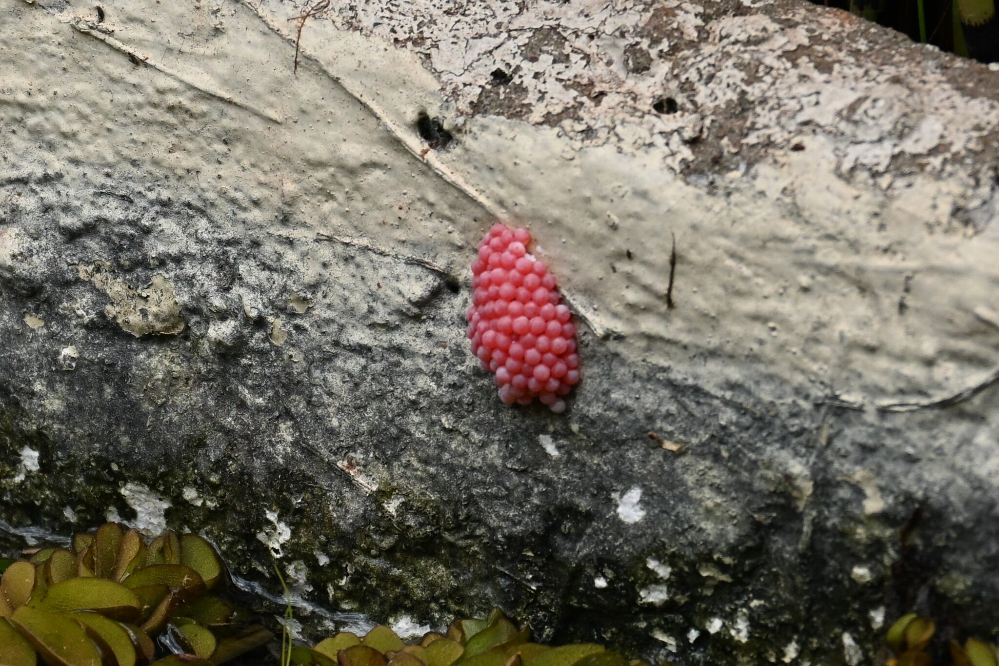 大瓶螺（Pomacea canaliculata）