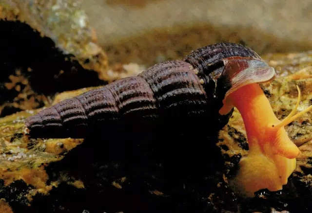 橙兔螺（Tylomelania zemis）