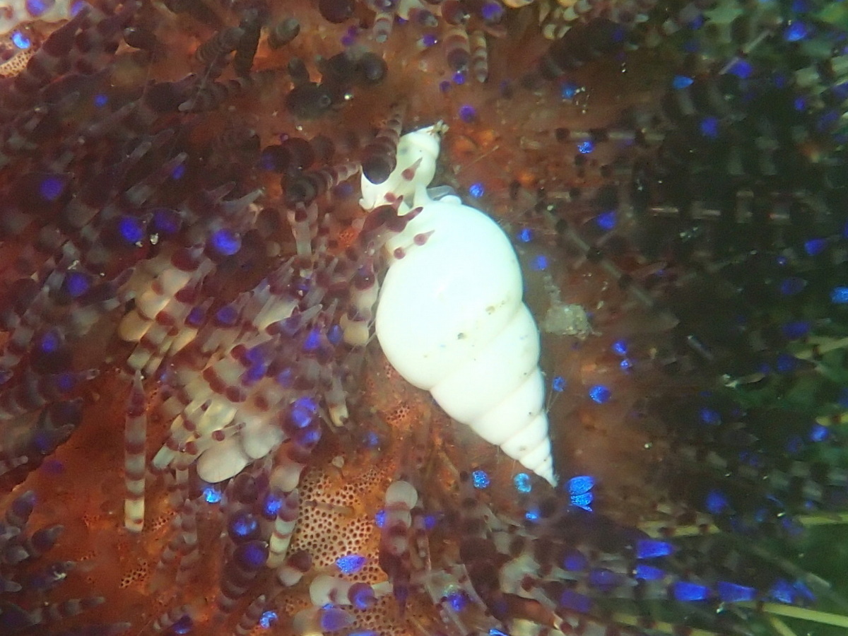 火海胆瓷螺