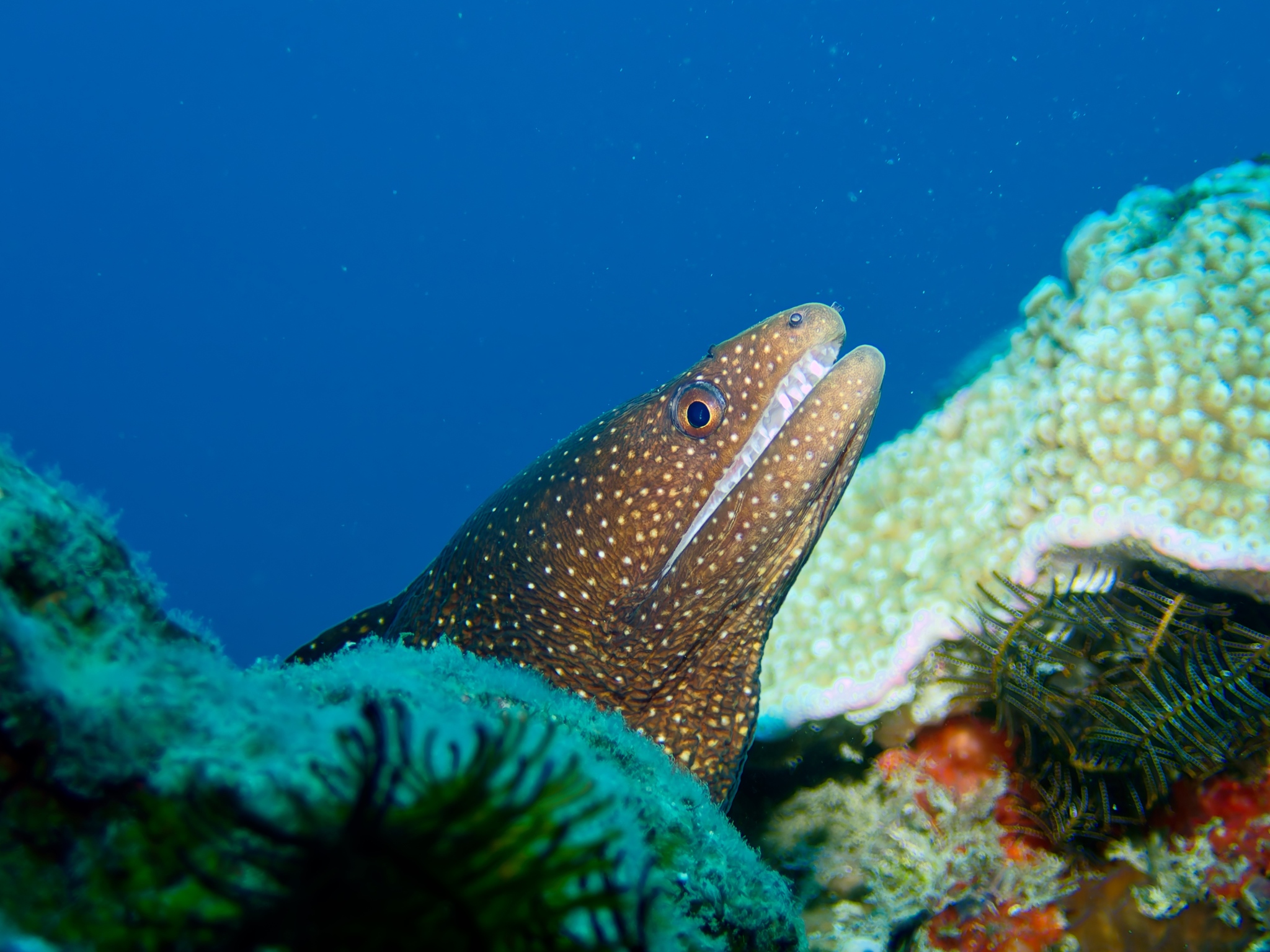 斑点裸胸鳝（Gymnothorax meleagris）