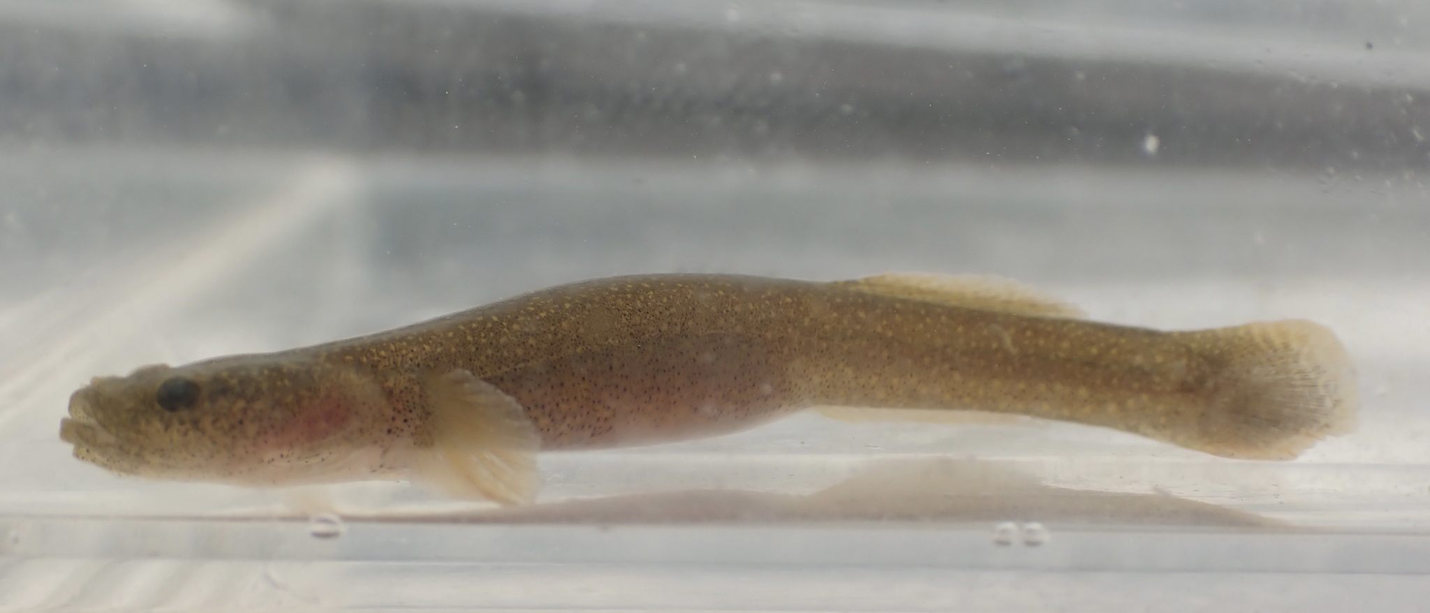 斑点竿鰕虎（Luciogobius guttatus）