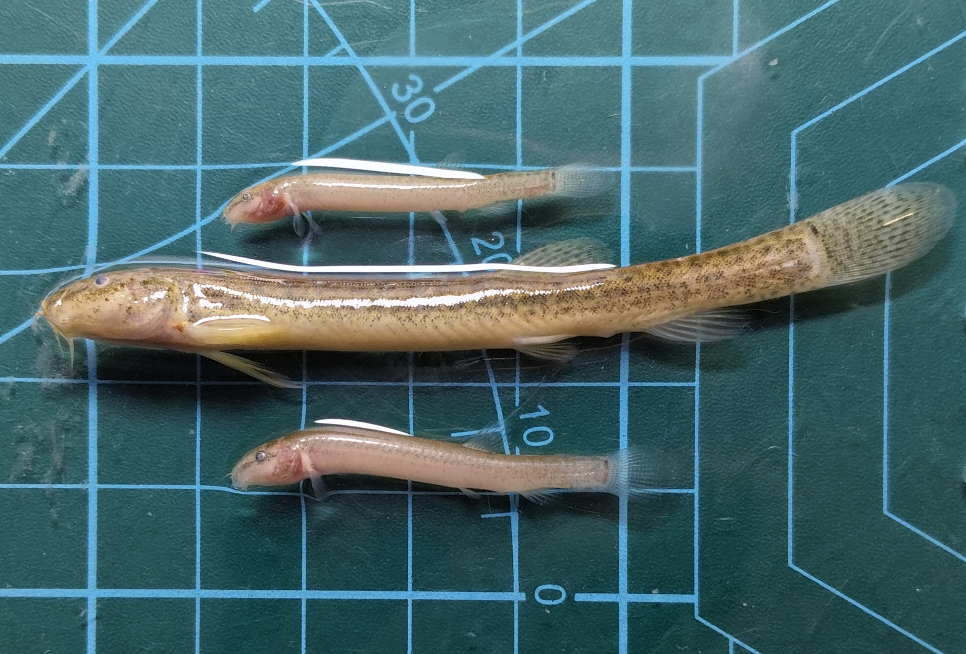 泥鳅（Misgurnus anguillicaudatus）