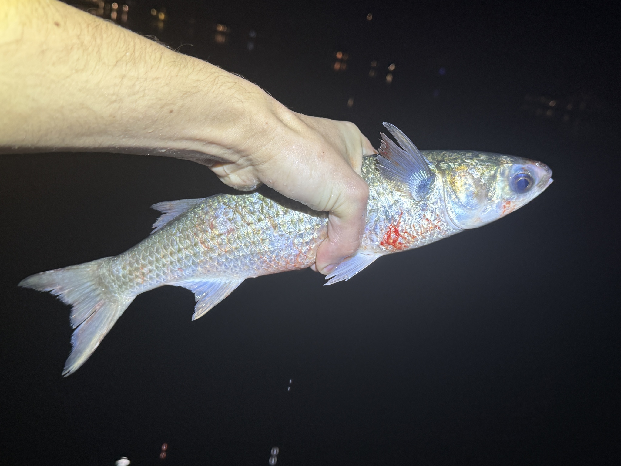 鲻（Mugil cephalus）