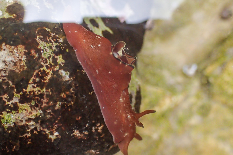 黑边海兔（Aplysia parvula）