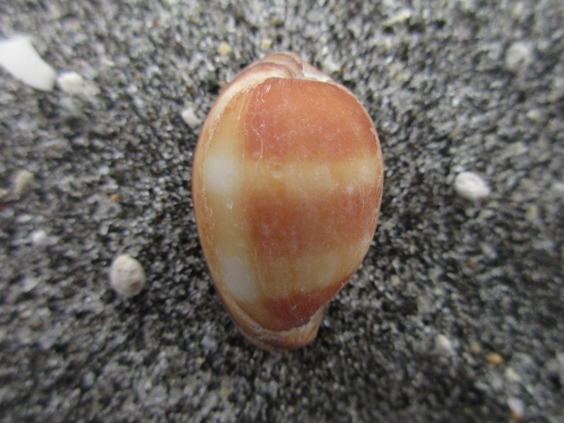 玛瑙拟枣贝（Erronea onyx）