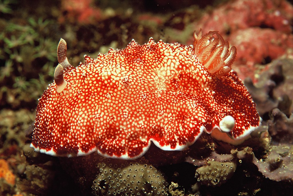 细纹角鳃海牛（Goniobranchus reticulatus）