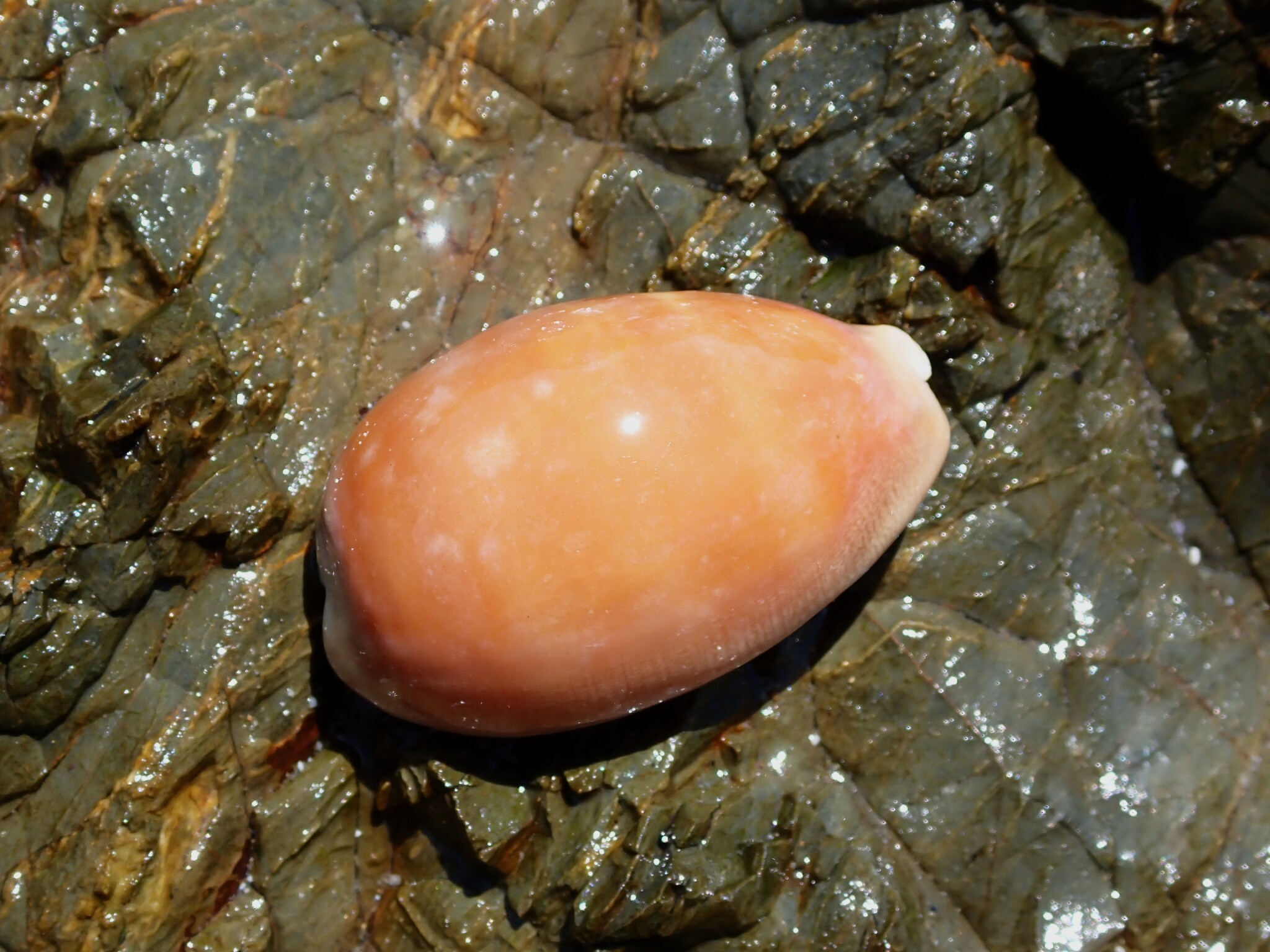 肉色林西那贝（Lyncina carneola）