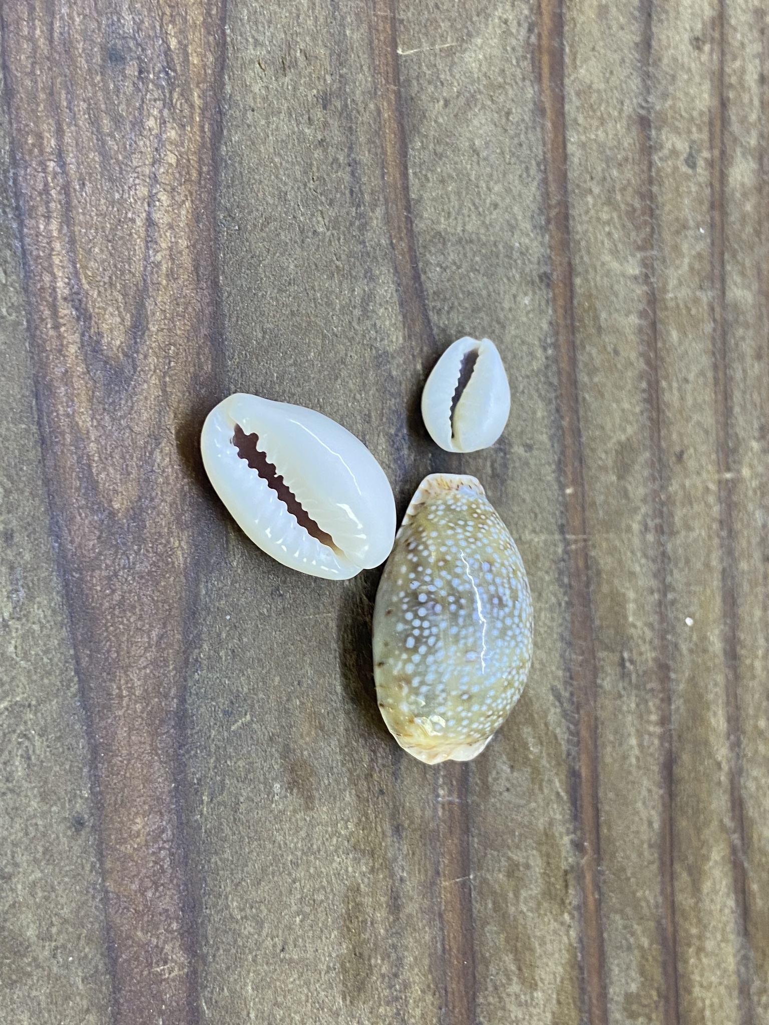 黍斑眼球贝（Naria miliaris）