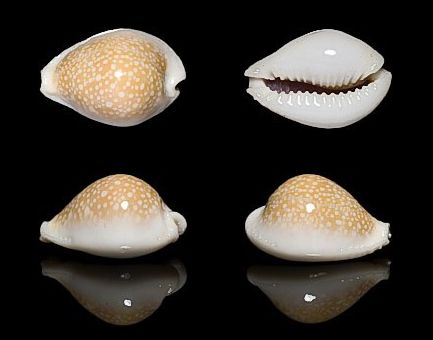 黍斑眼球贝（Naria miliaris）