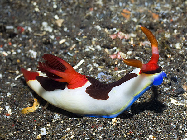 犀牛海牛