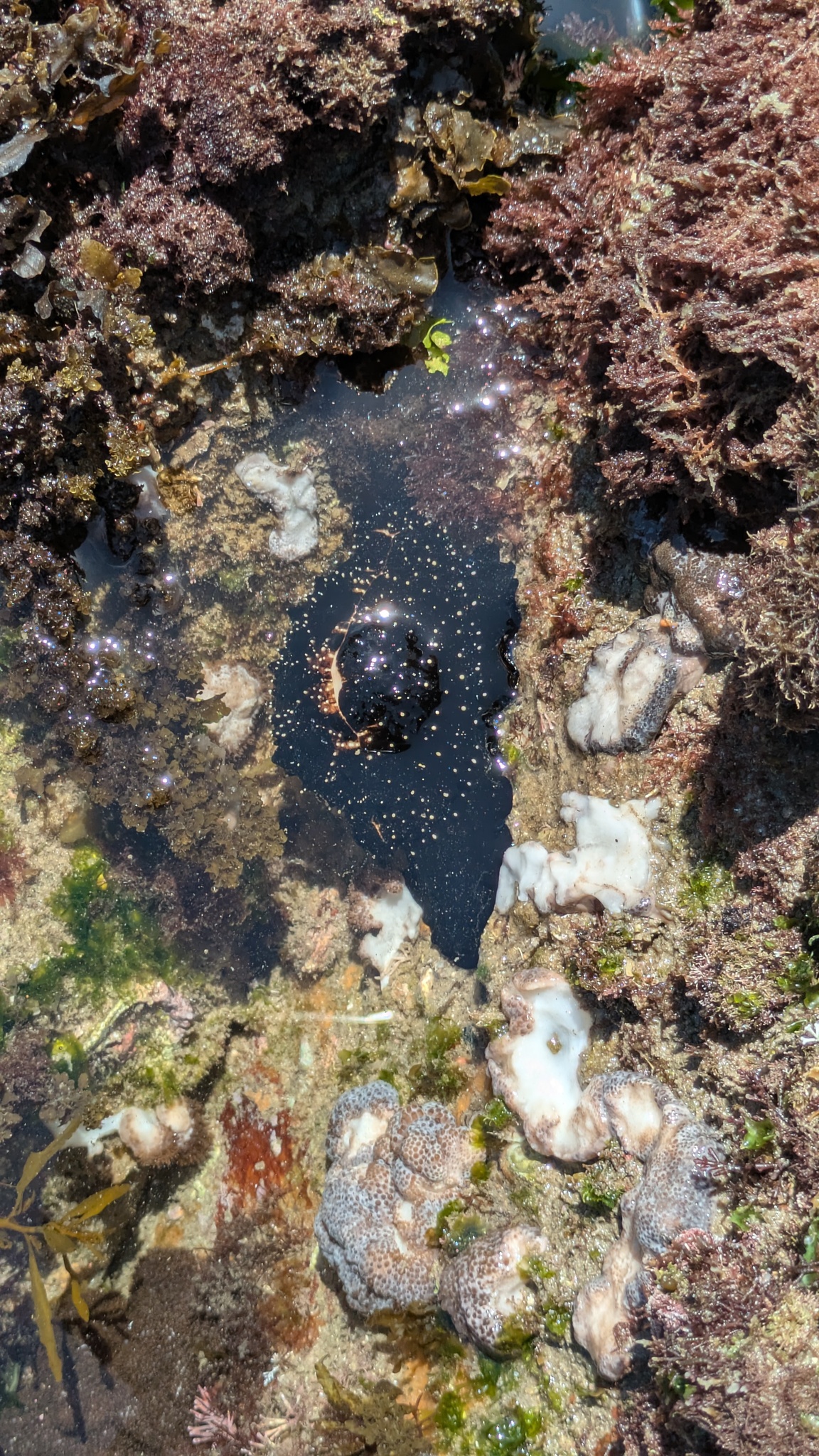 卵梭螺（Ovula ovum）